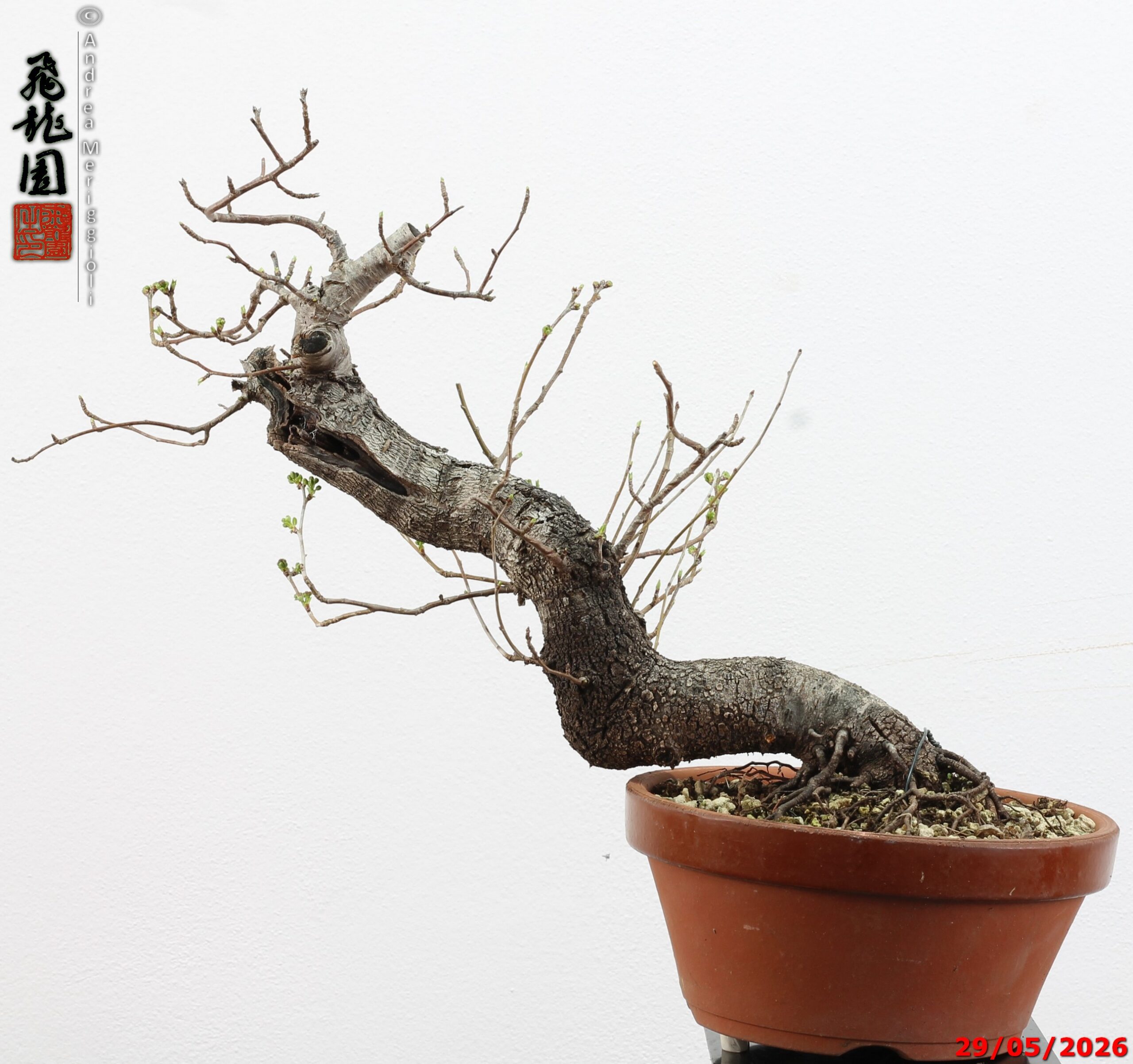 Prunus mahaleb