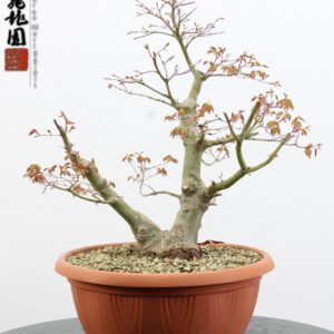 Acer palmatum
