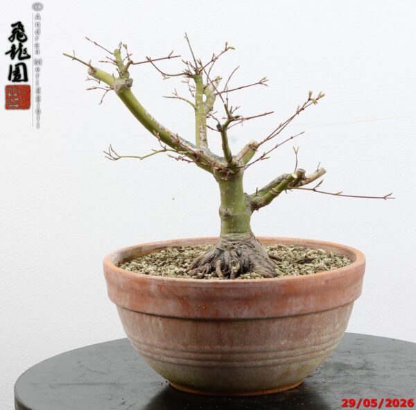Acer palmatum  Hiryuen