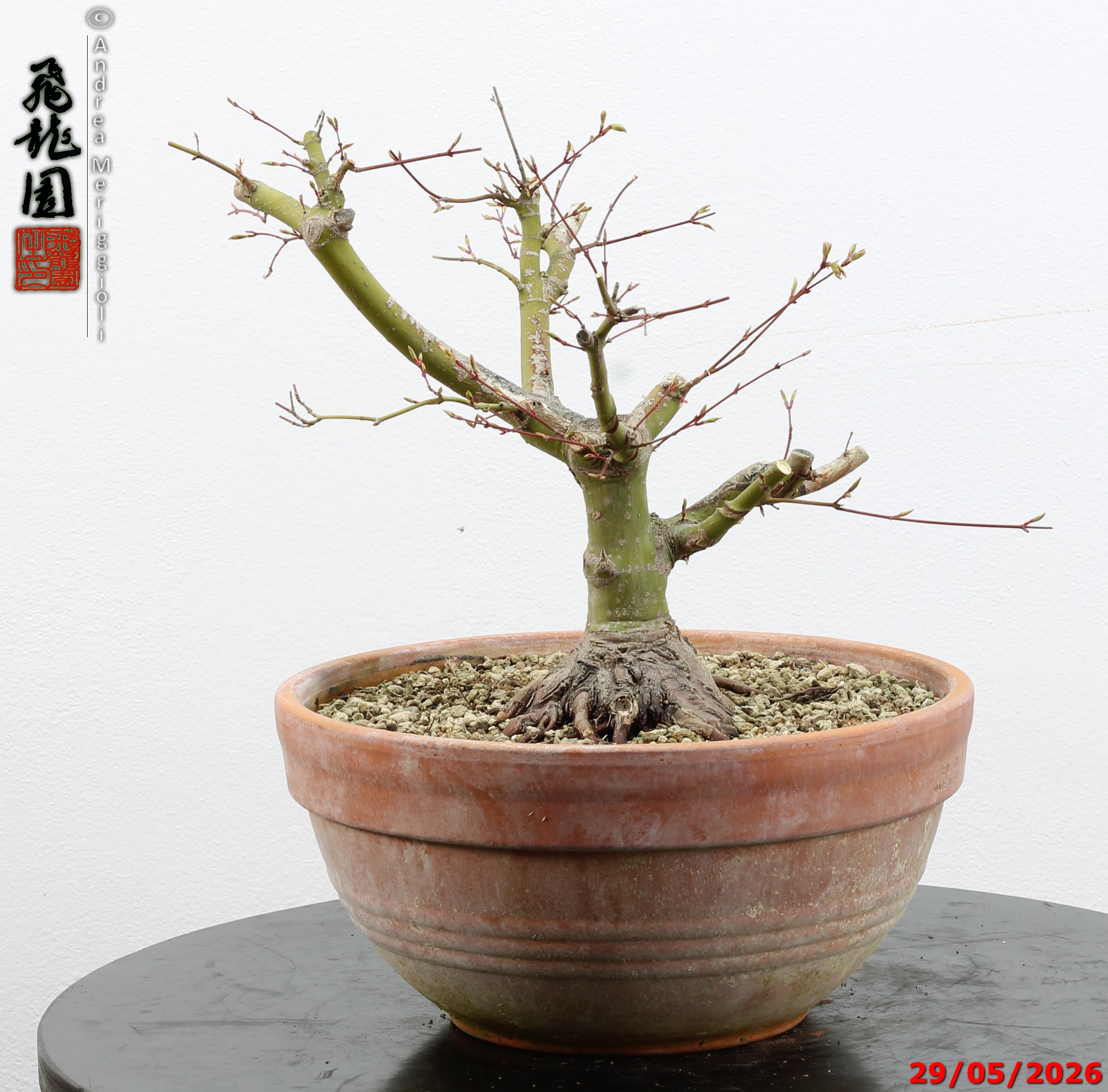 Acer palmatum - Image 10