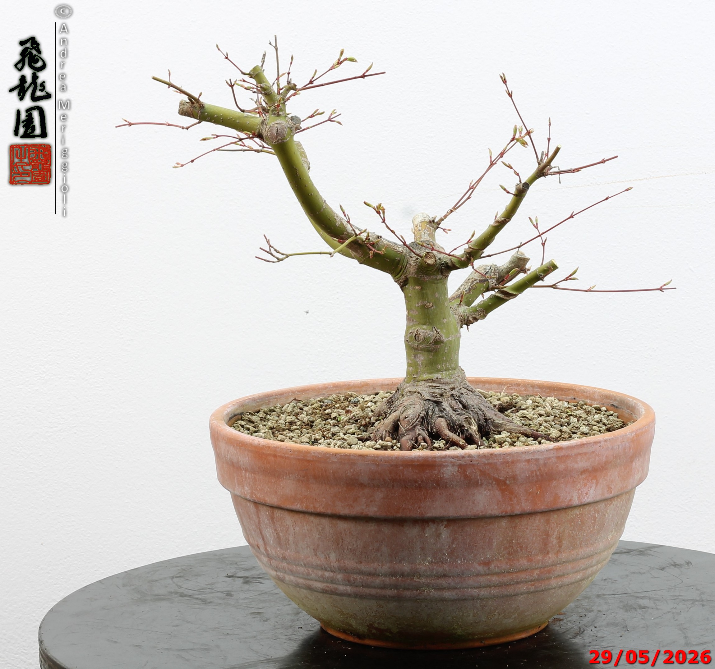 Acer palmatum - Image 9