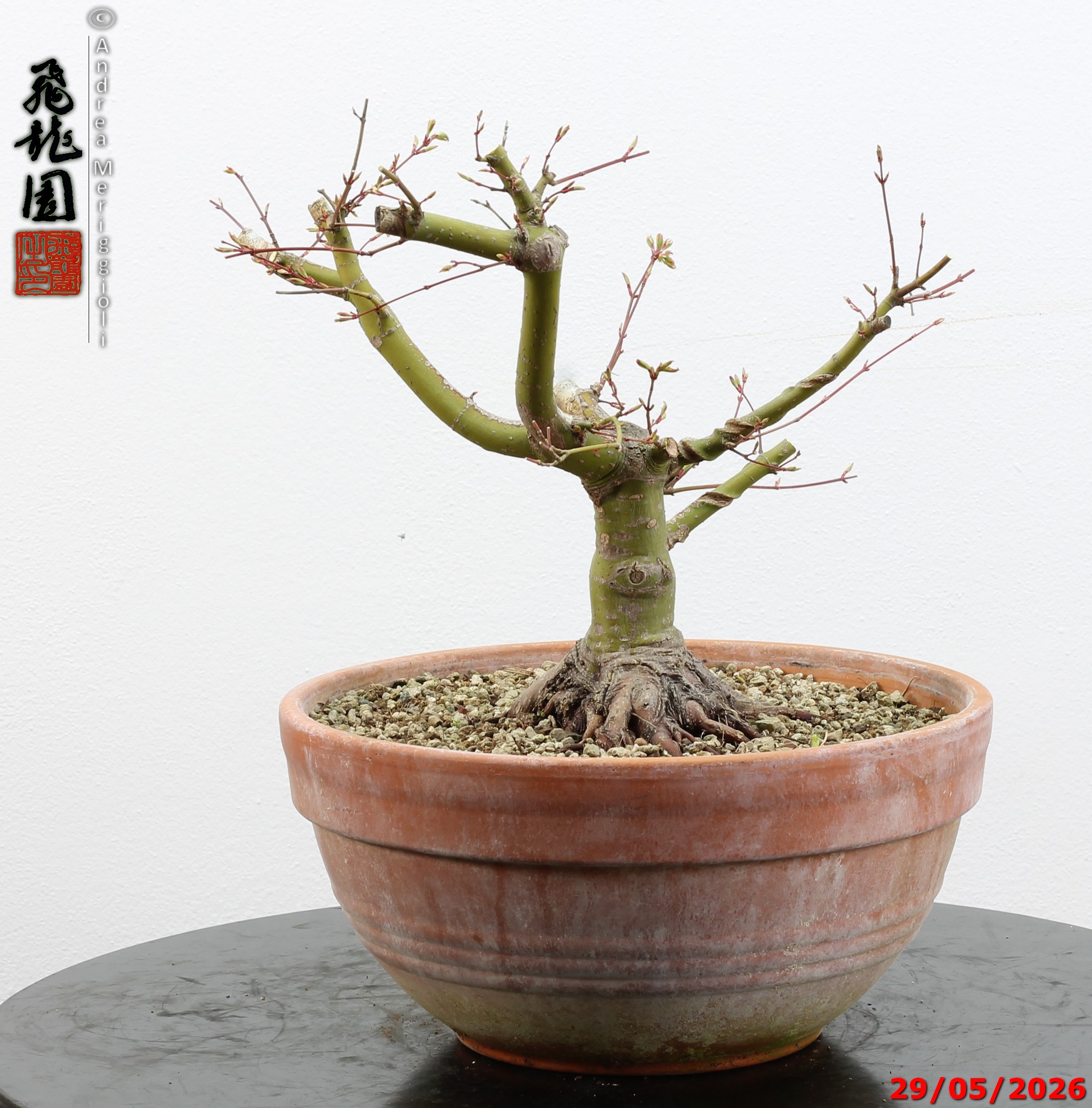 Acer palmatum - Image 8