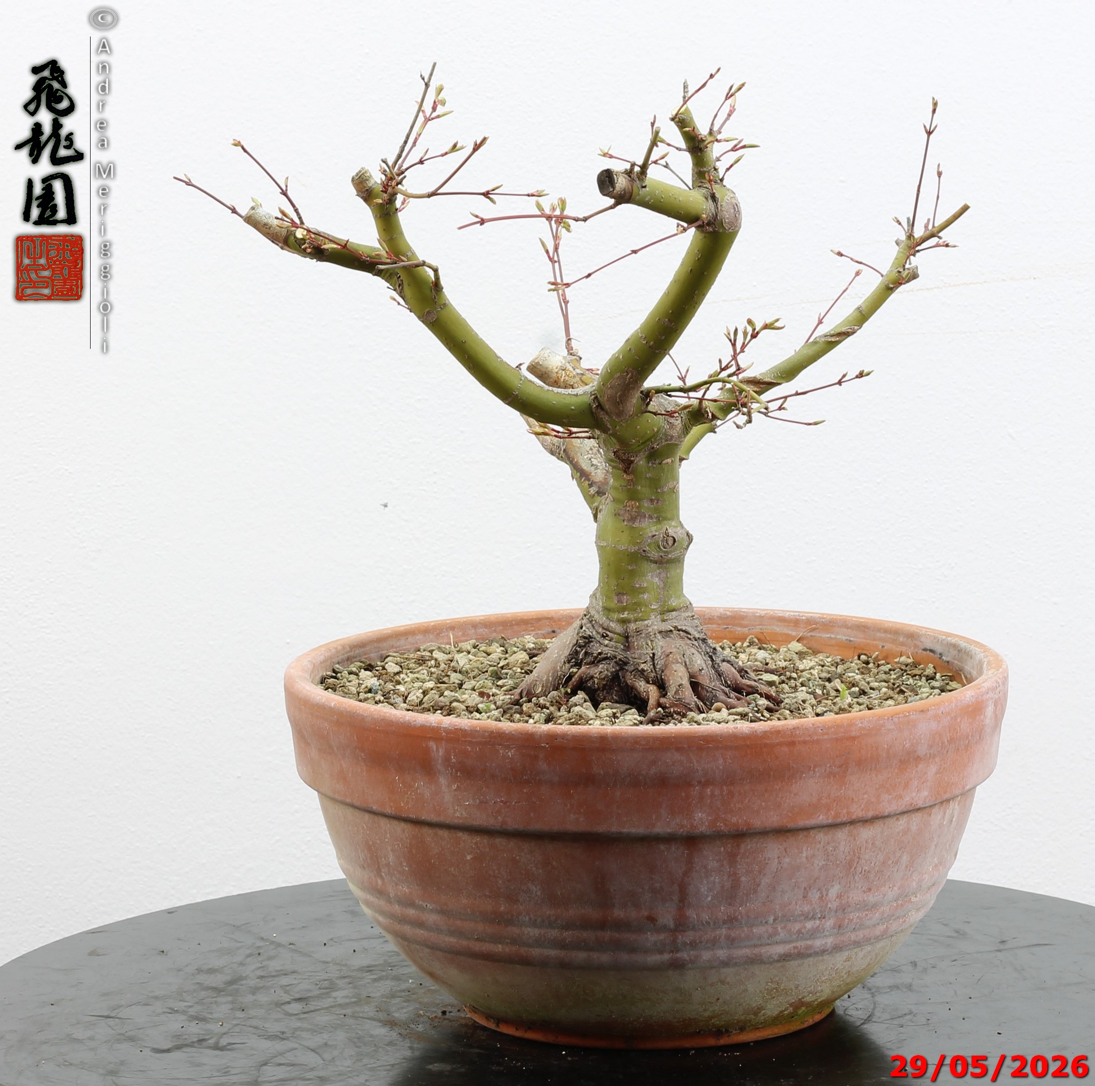 Acer palmatum - Image 7