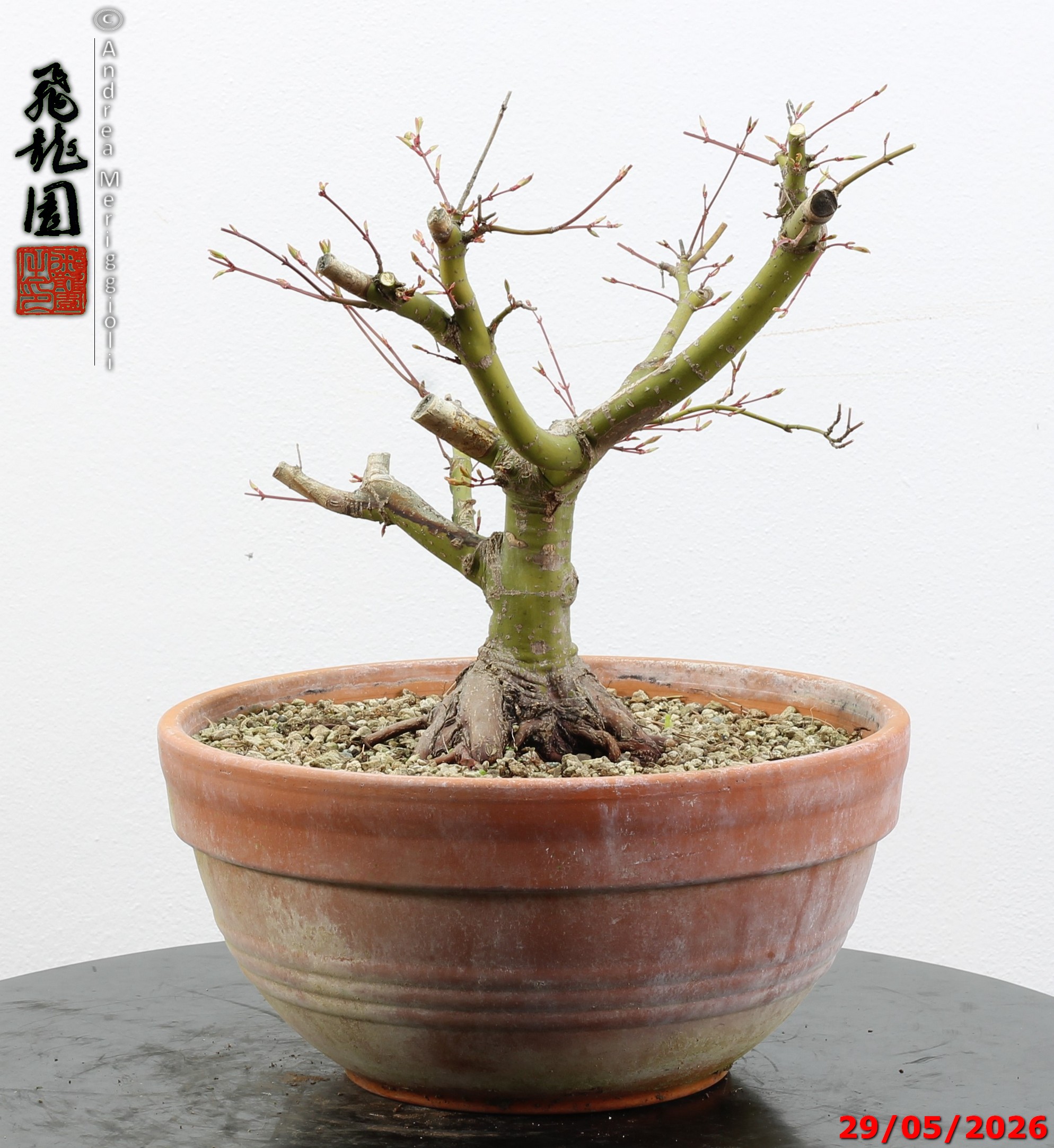 Acer palmatum - Image 6
