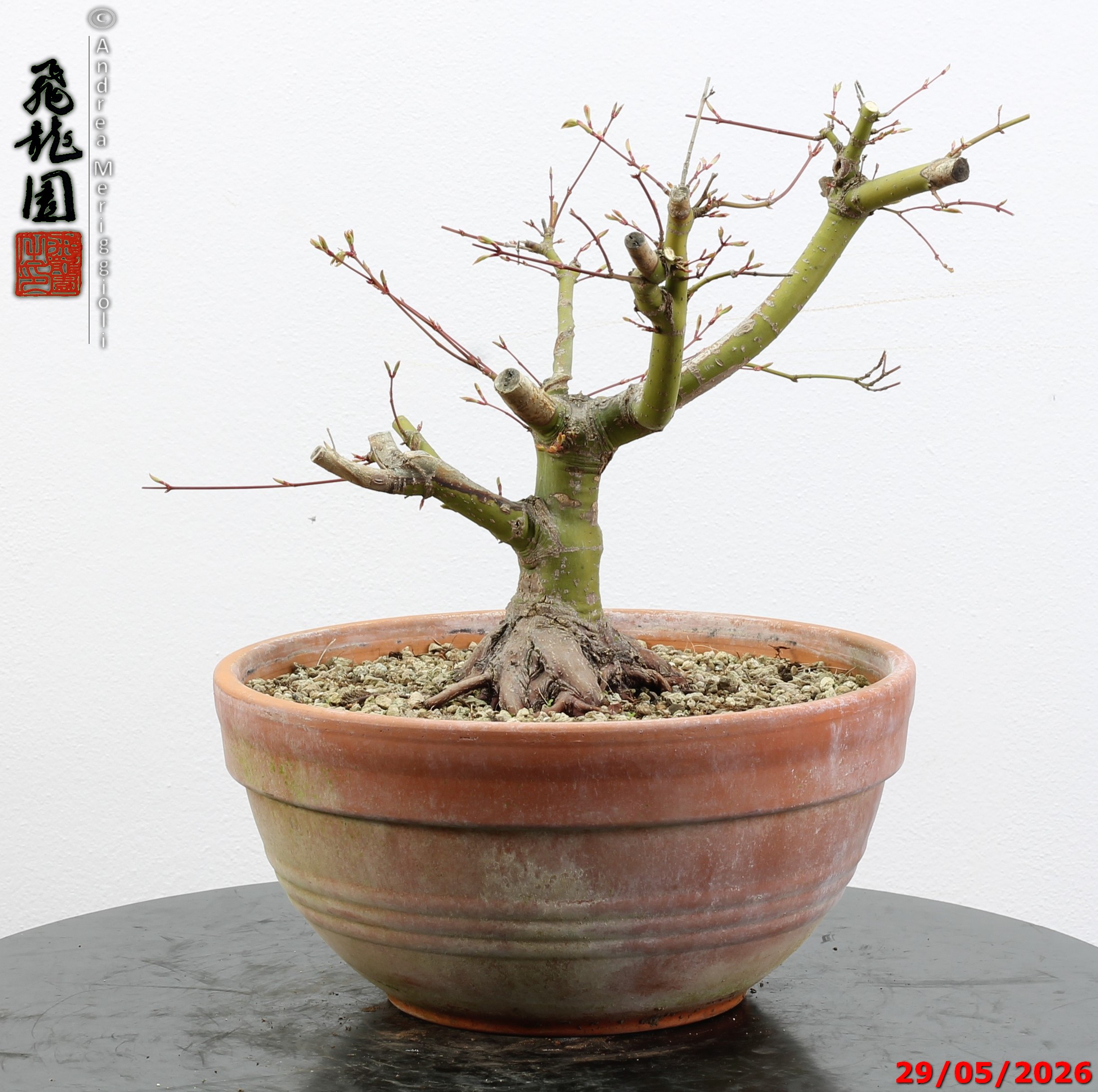 Acer palmatum - Image 5
