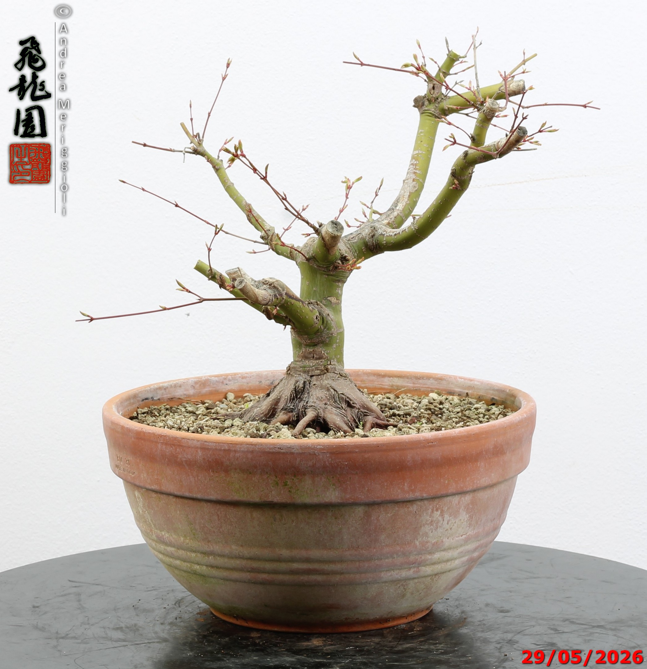 Acer palmatum - Image 4