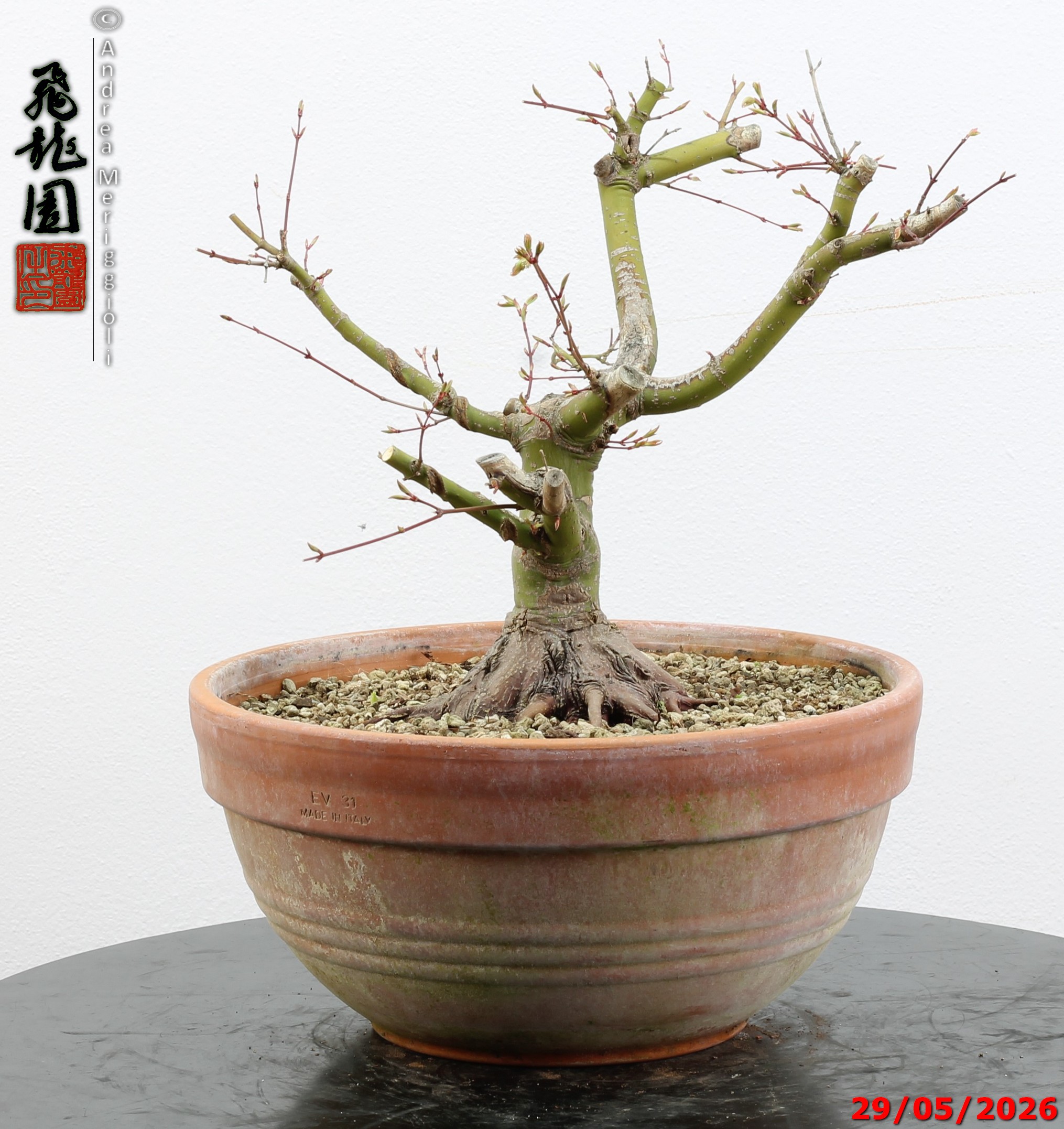 Acer palmatum - Image 3