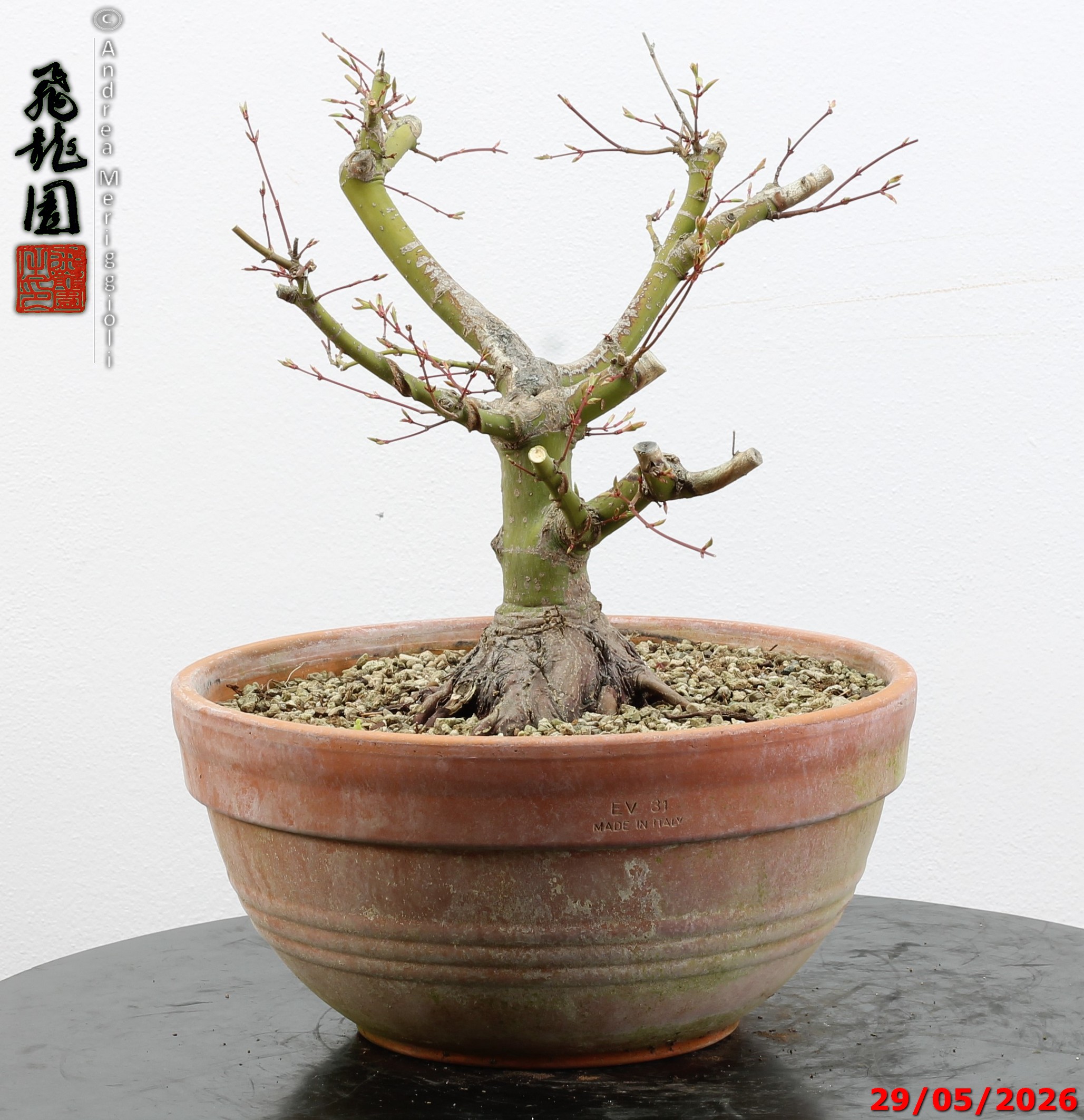 Acer palmatum - Image 2