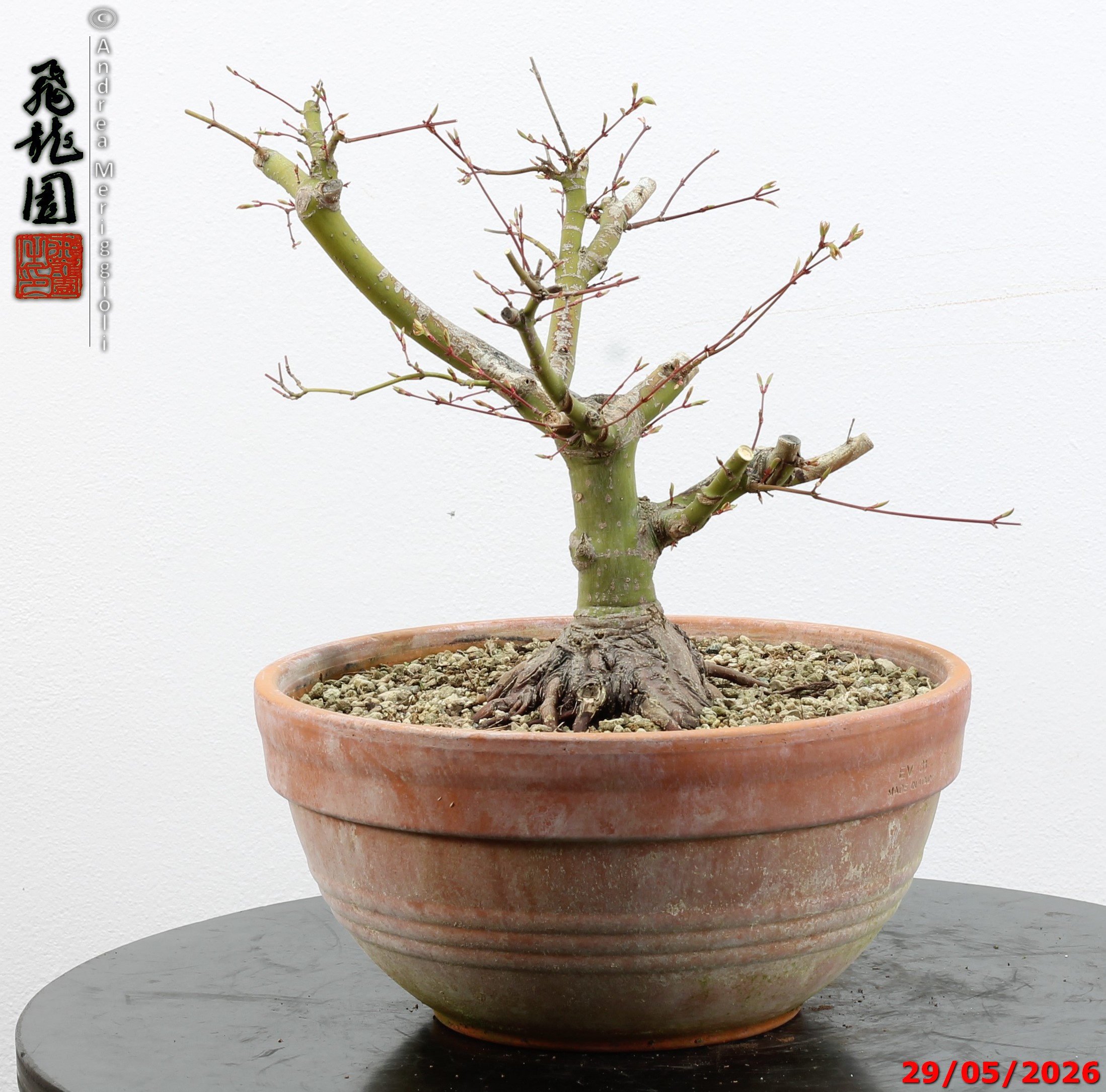 Acer palmatum