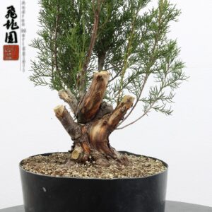 Cupressus shohin