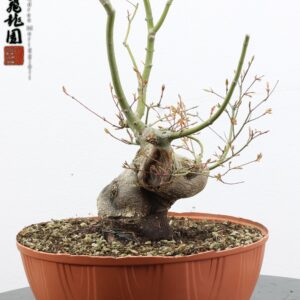 Acer palmatum shohin