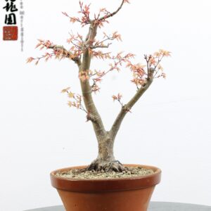 Acer palmatum