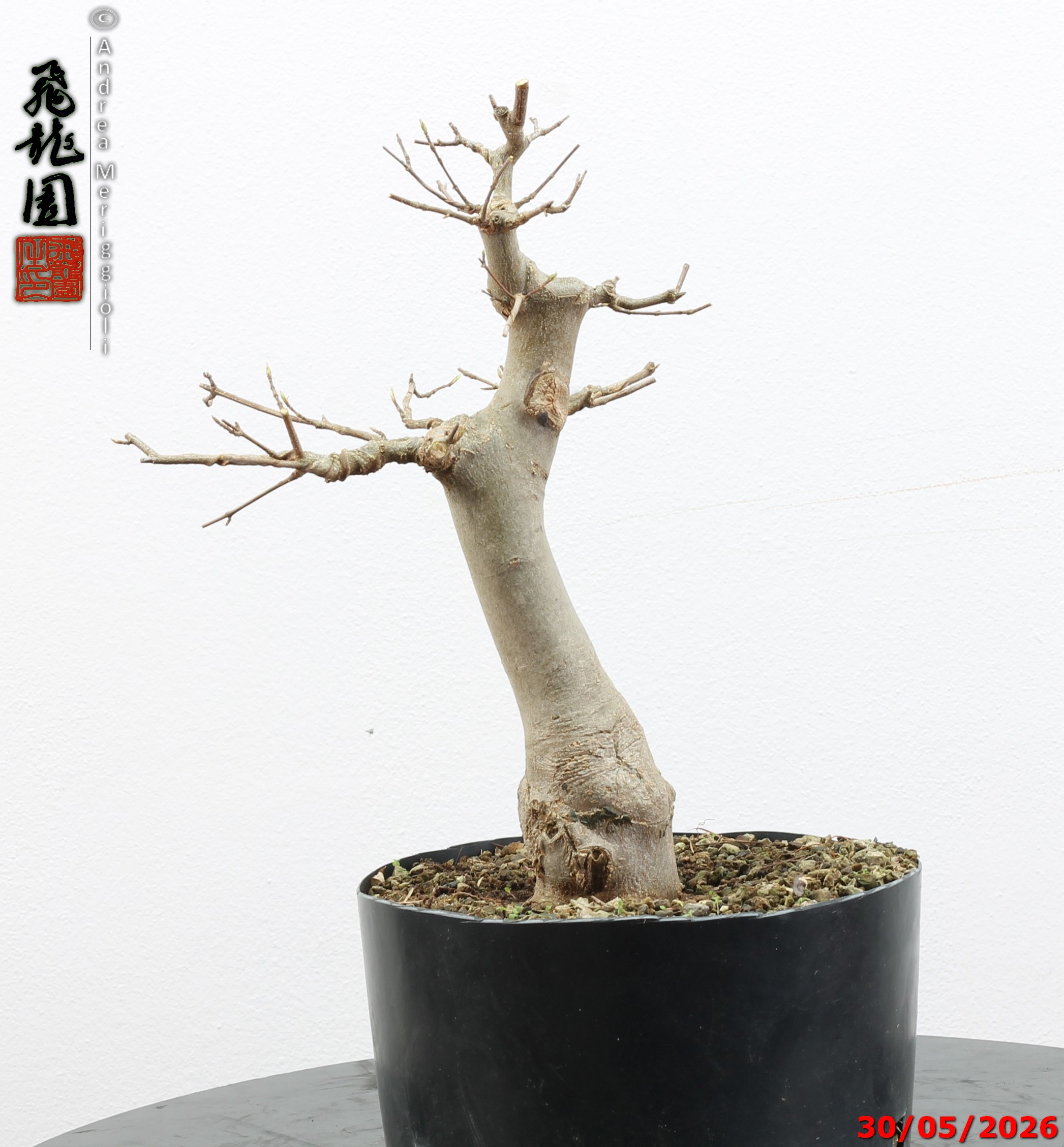 tanaka  Hiryuen