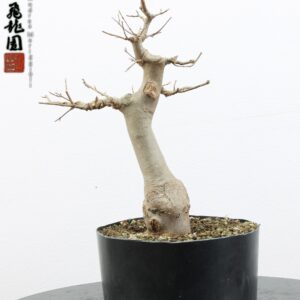 Acer buergerianum