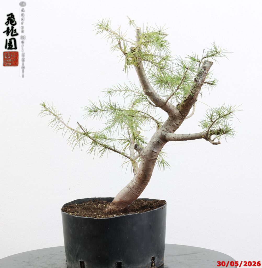 Cedrus libani