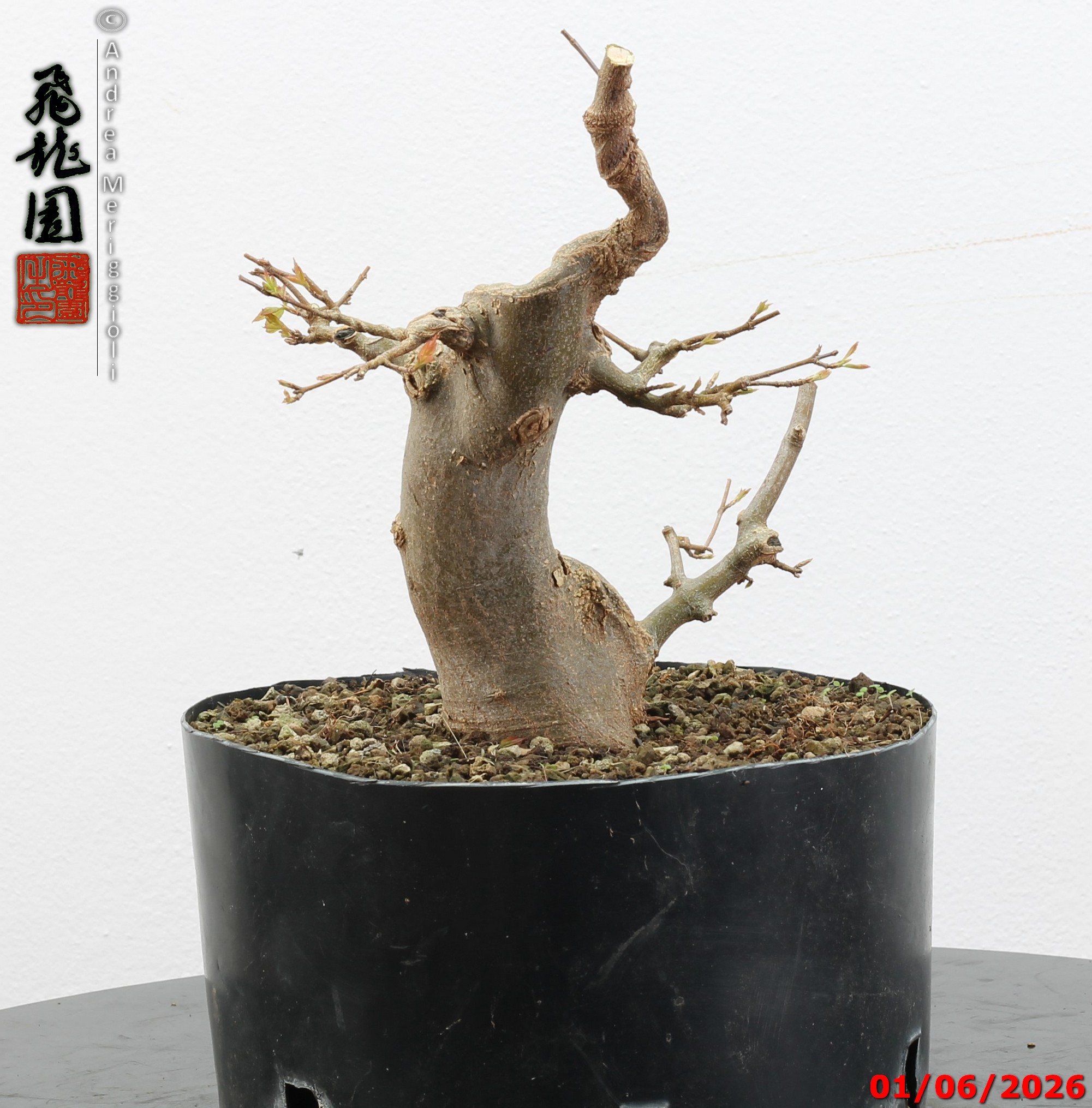 Acer buergerianum - immagine 11