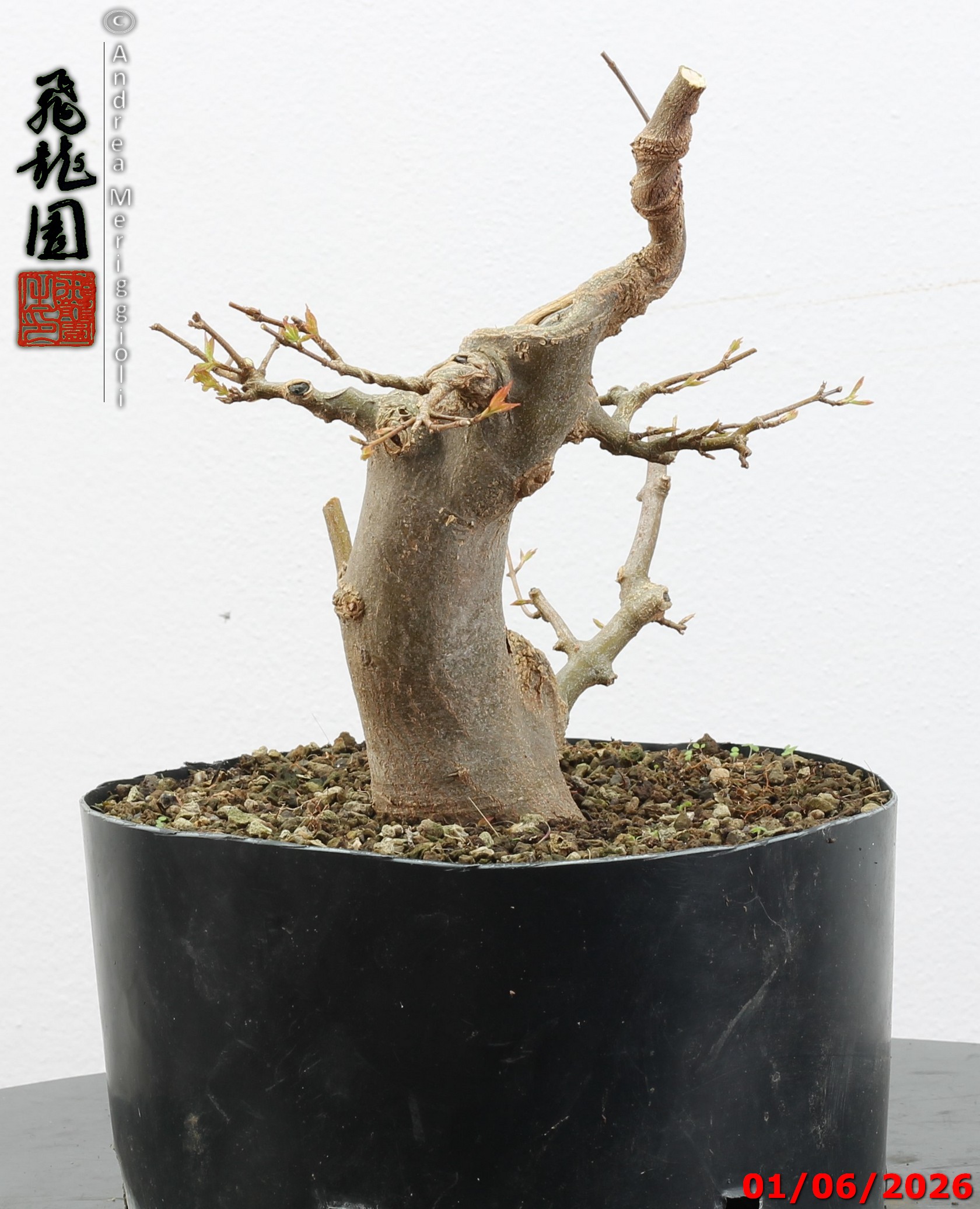 Acer buergerianum - immagine 10