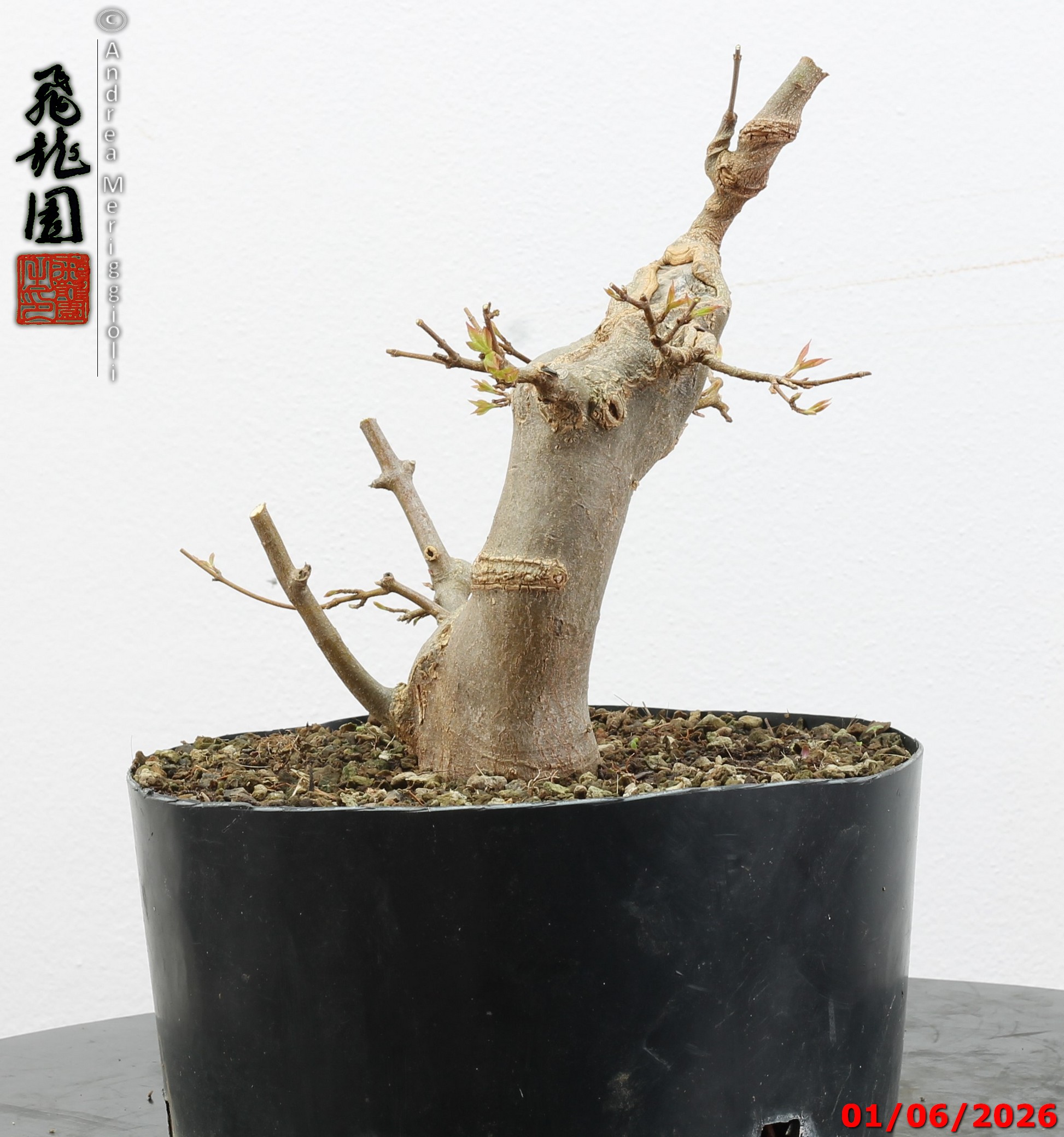Acer buergerianum - immagine 9