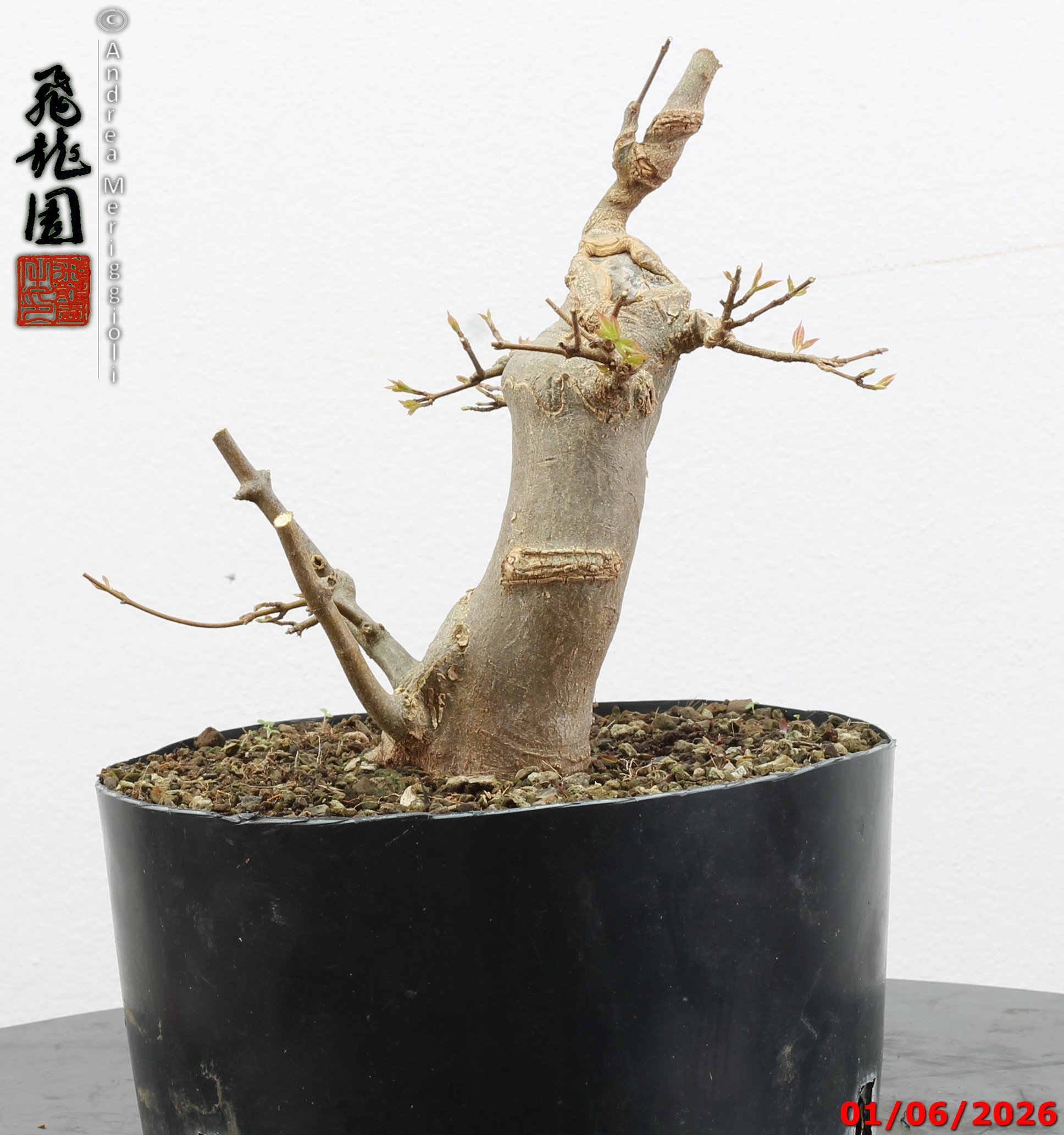 Acer buergerianum - immagine 8