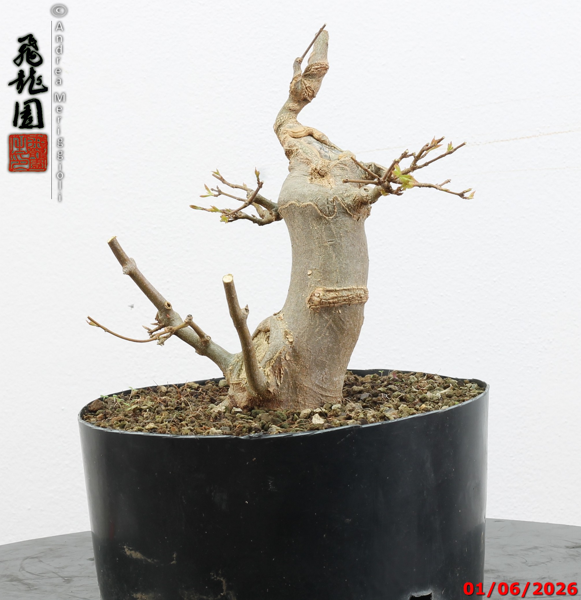 Acer buergerianum - immagine 7