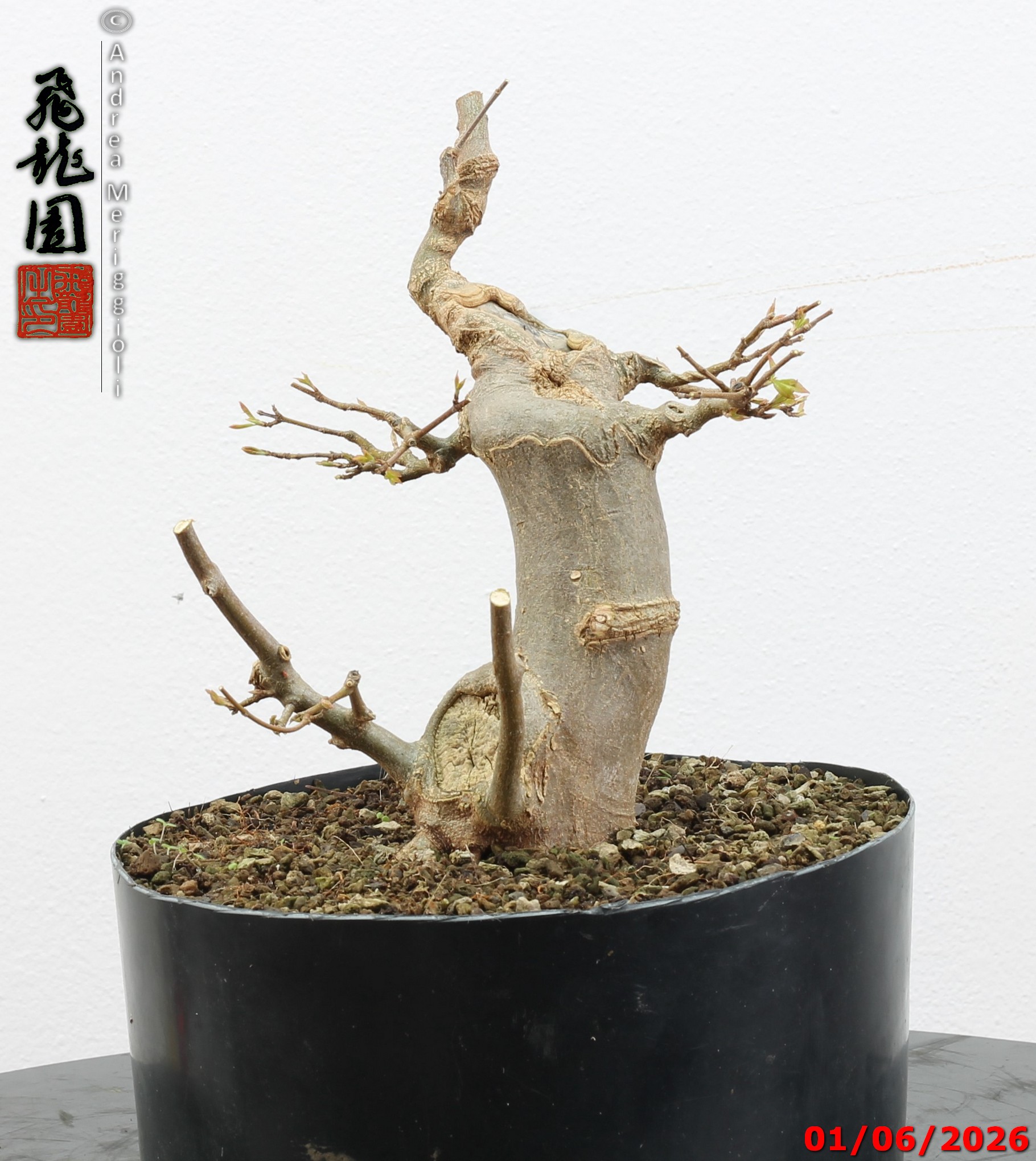 Acer buergerianum - immagine 6