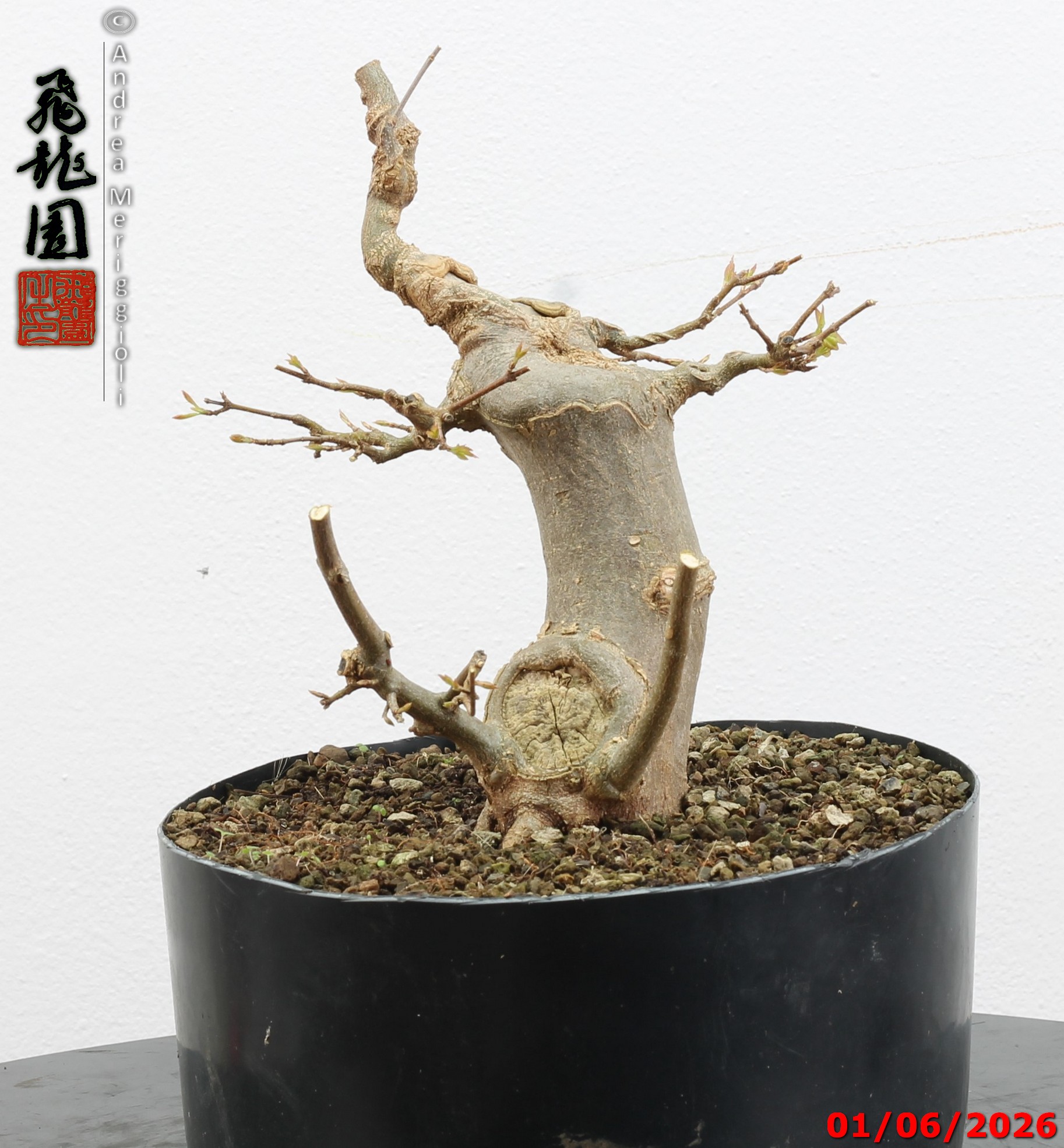 Acer buergerianum - immagine 5