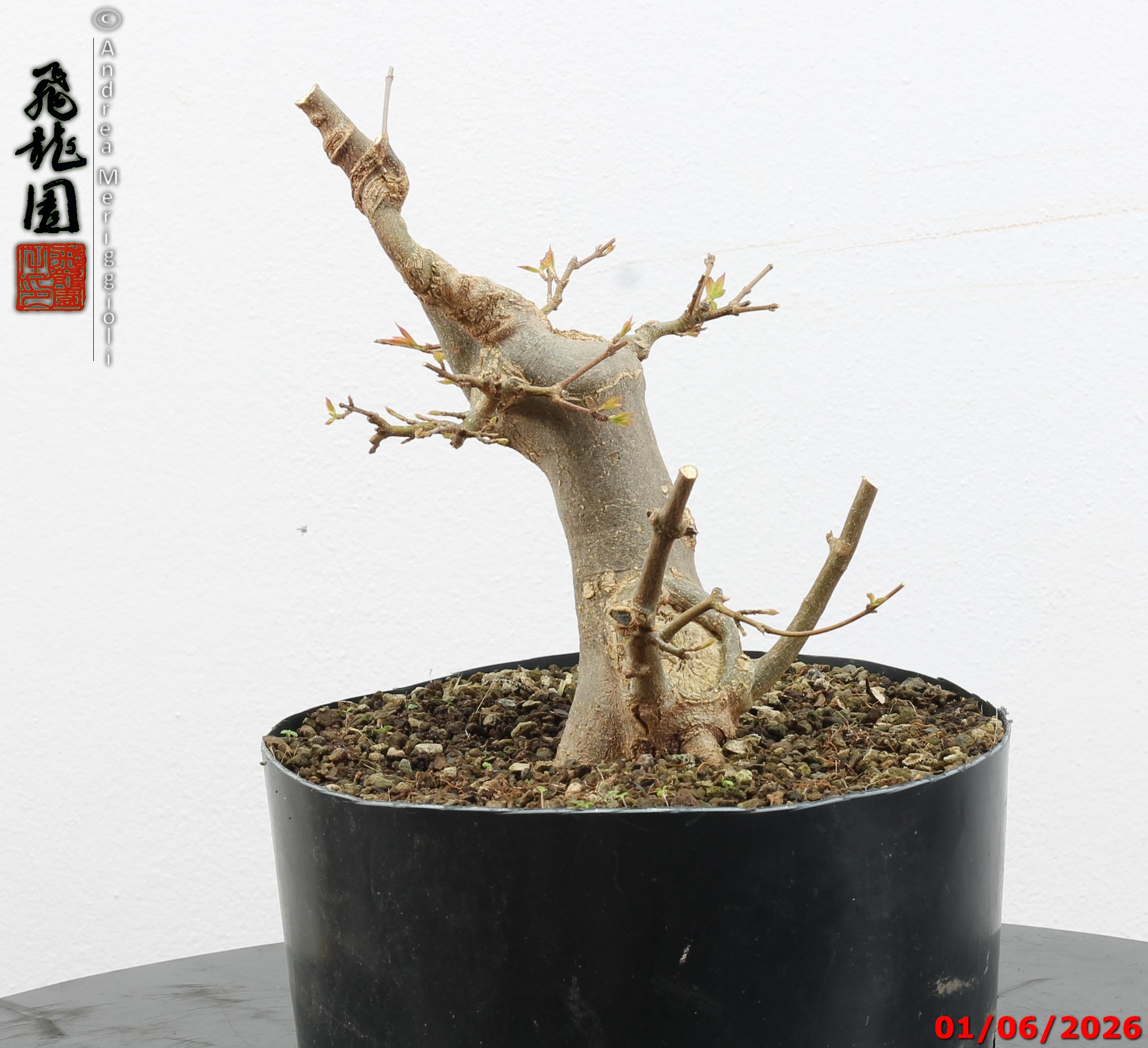Acer buergerianum - immagine 4