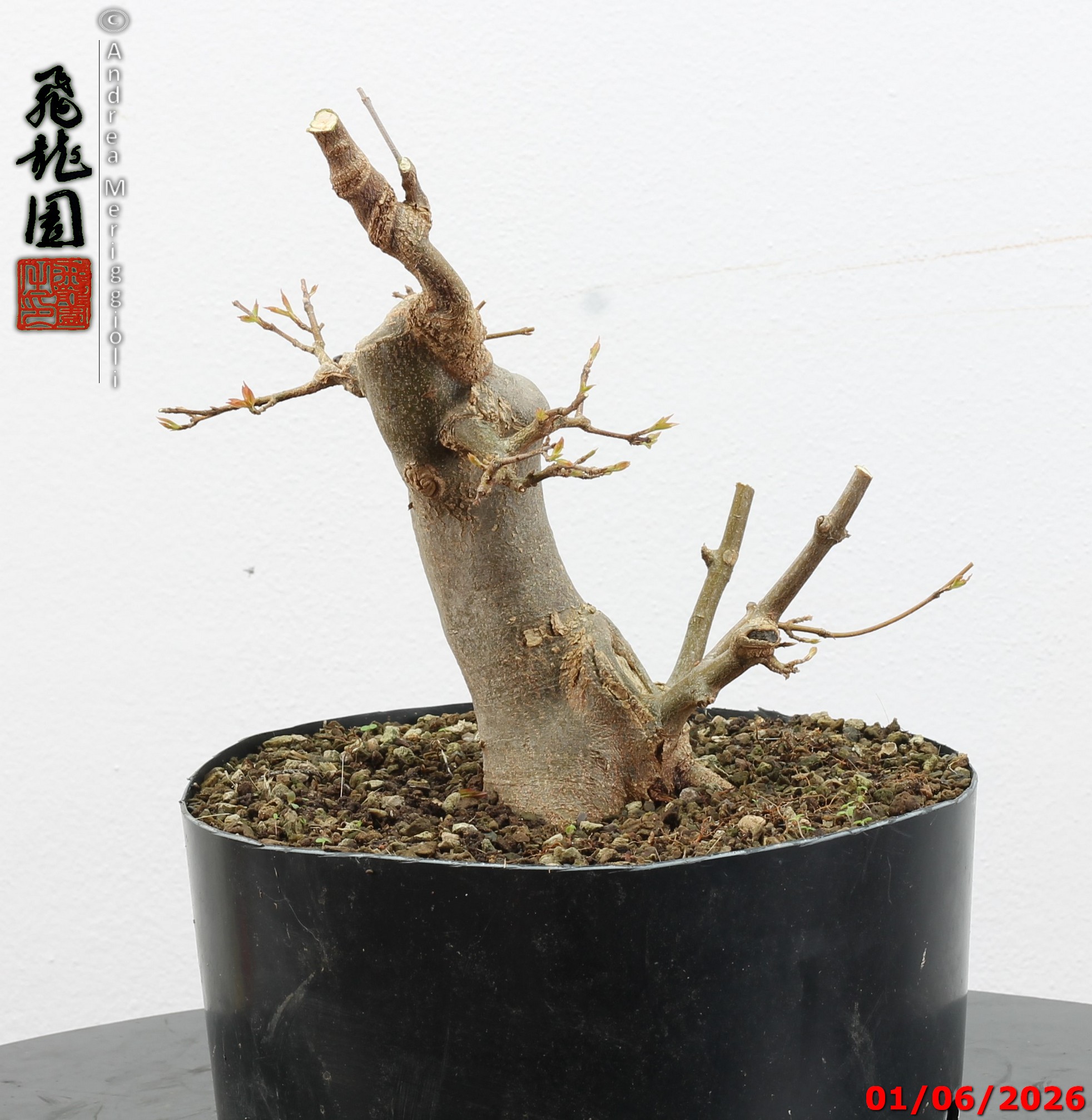 Acer buergerianum - immagine 3
