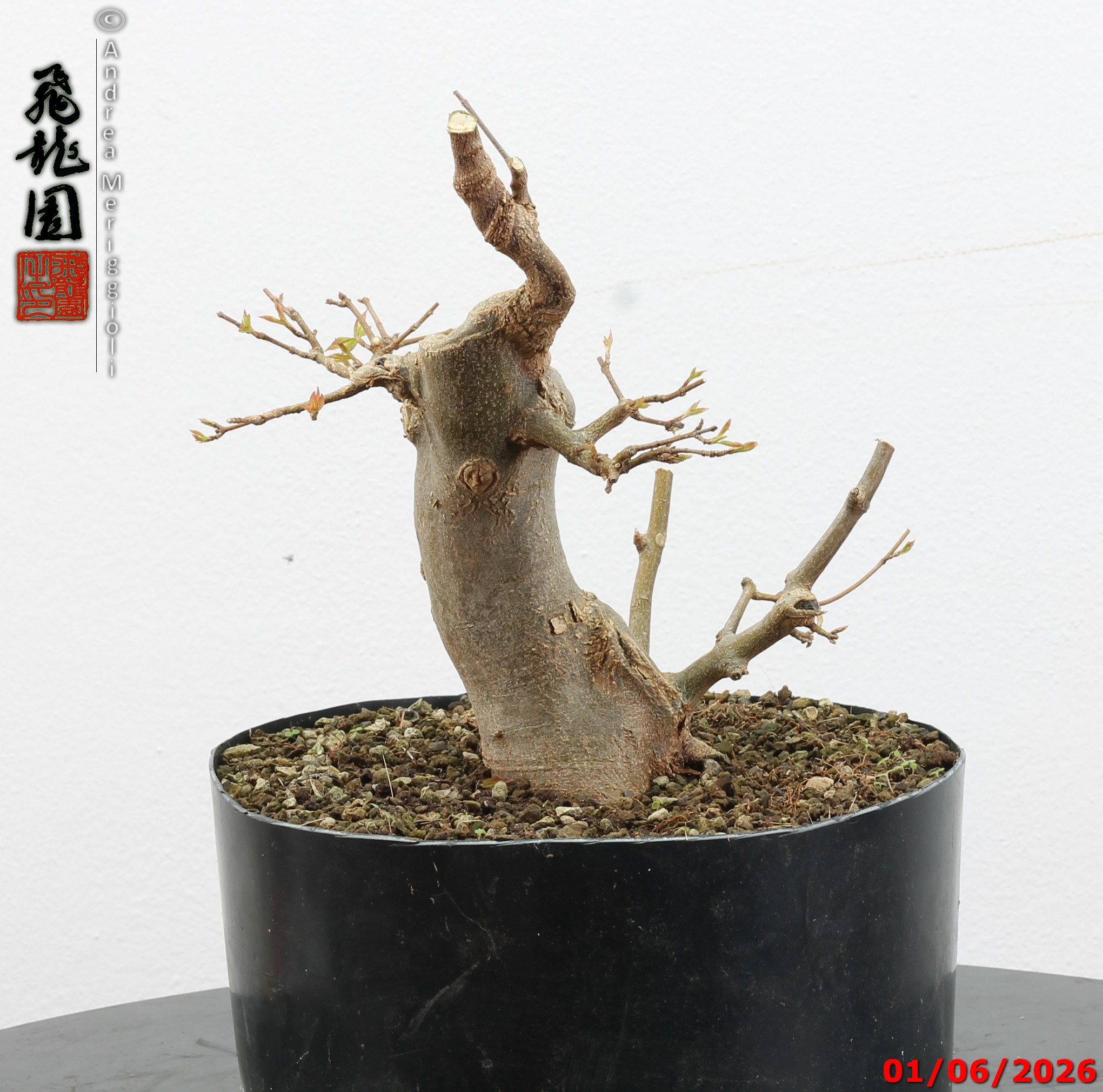 Acer buergerianum - immagine 2