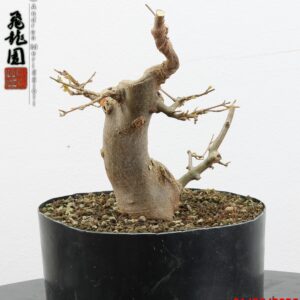 Acer buergerianum