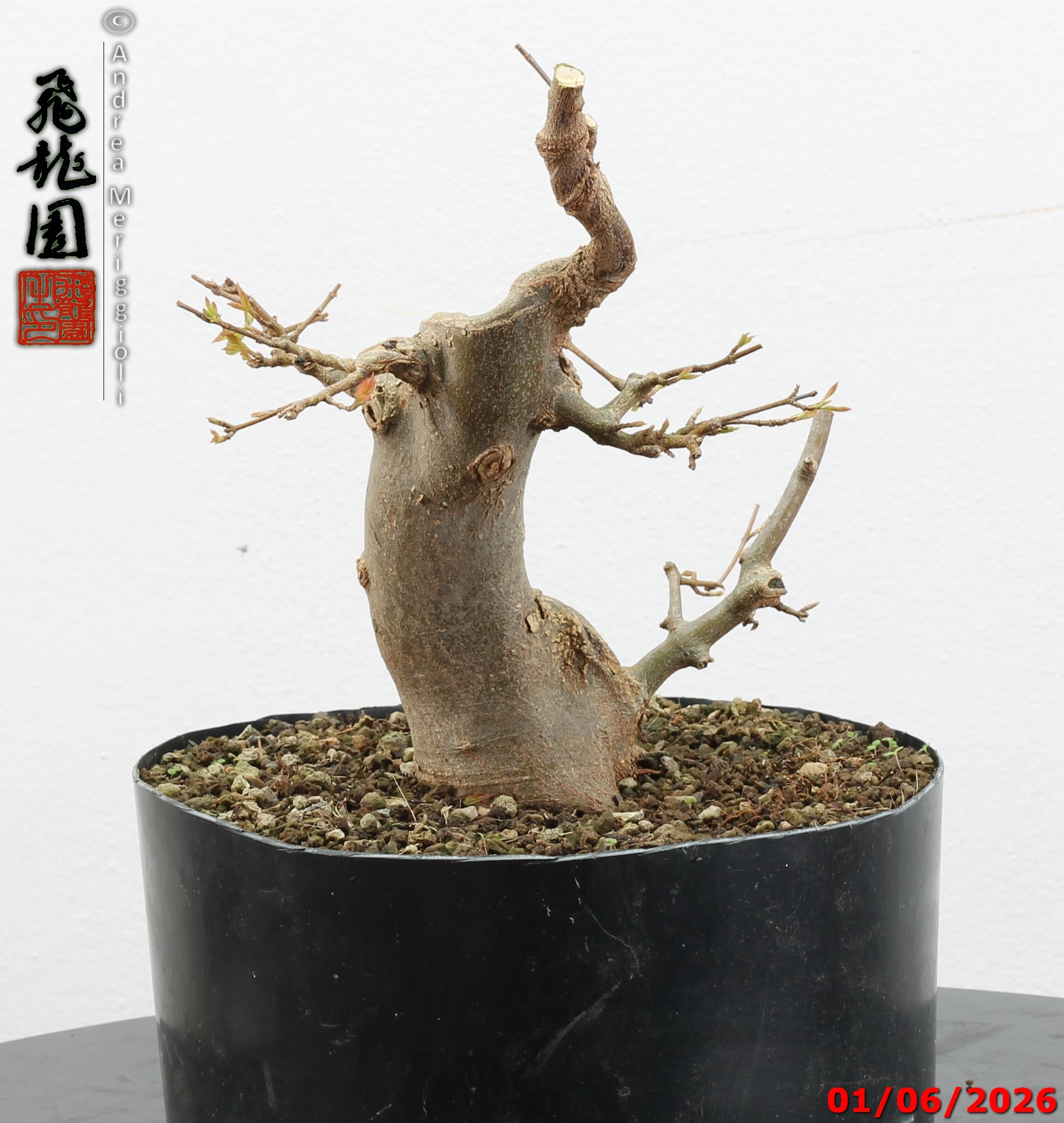 Acer buergerianum