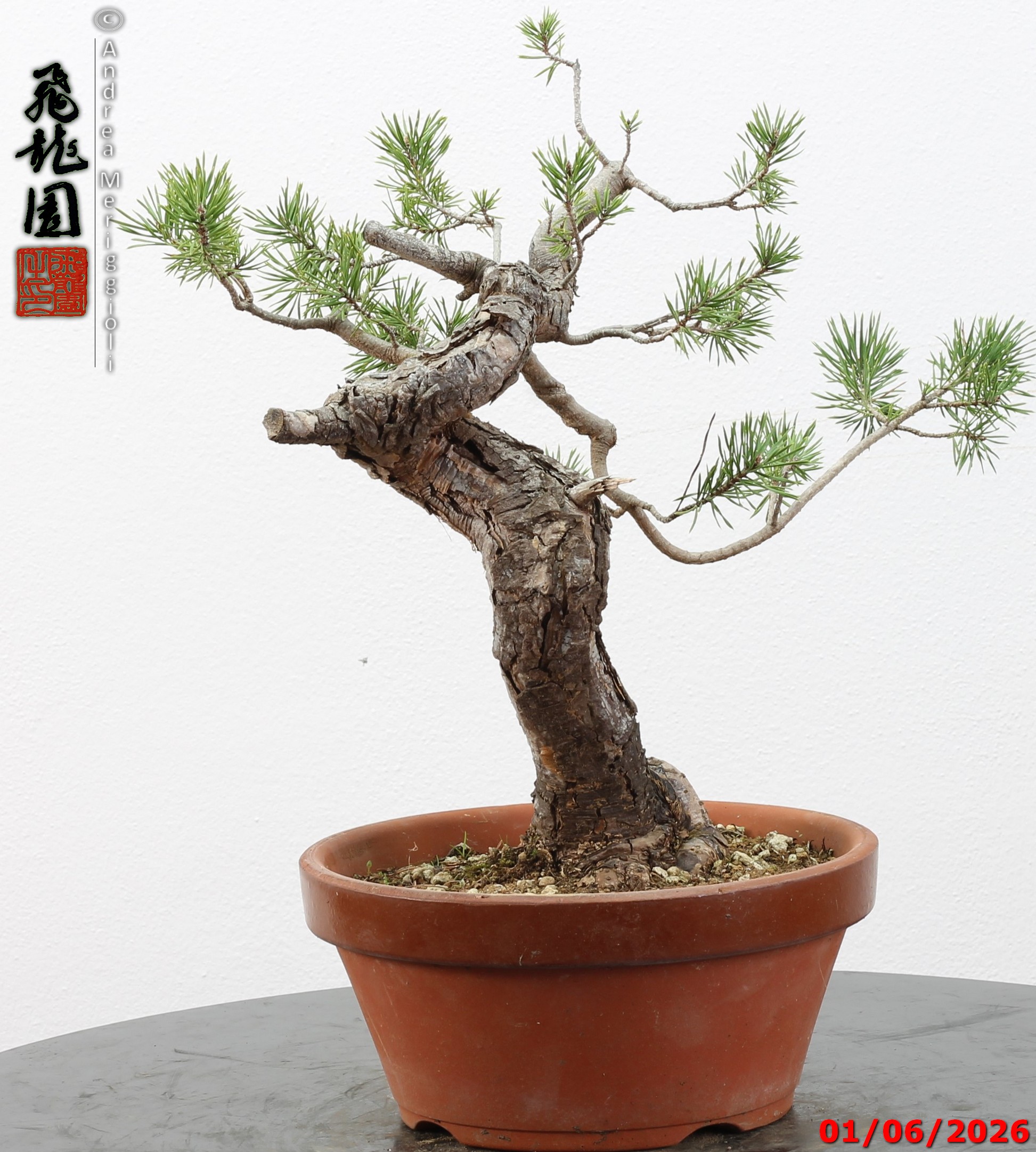 Pinus sylvestris - Image 11