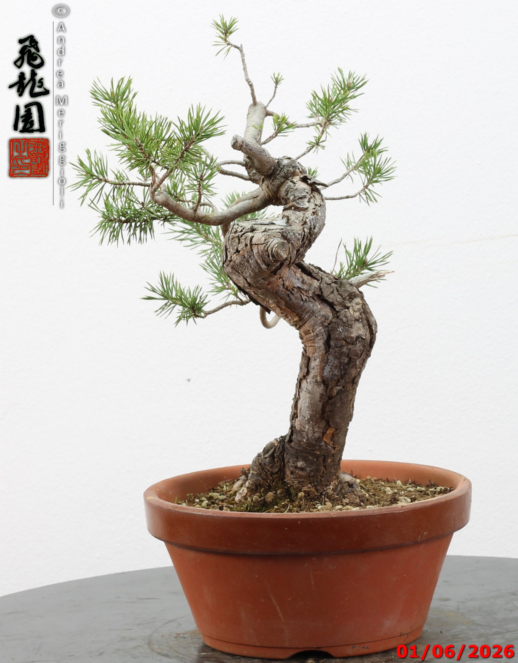 Pinus sylvestris - Image 10