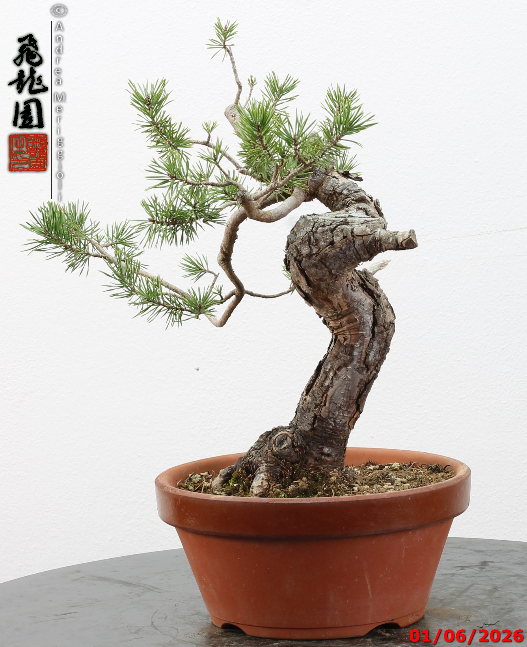 Pinus sylvestris - Image 9