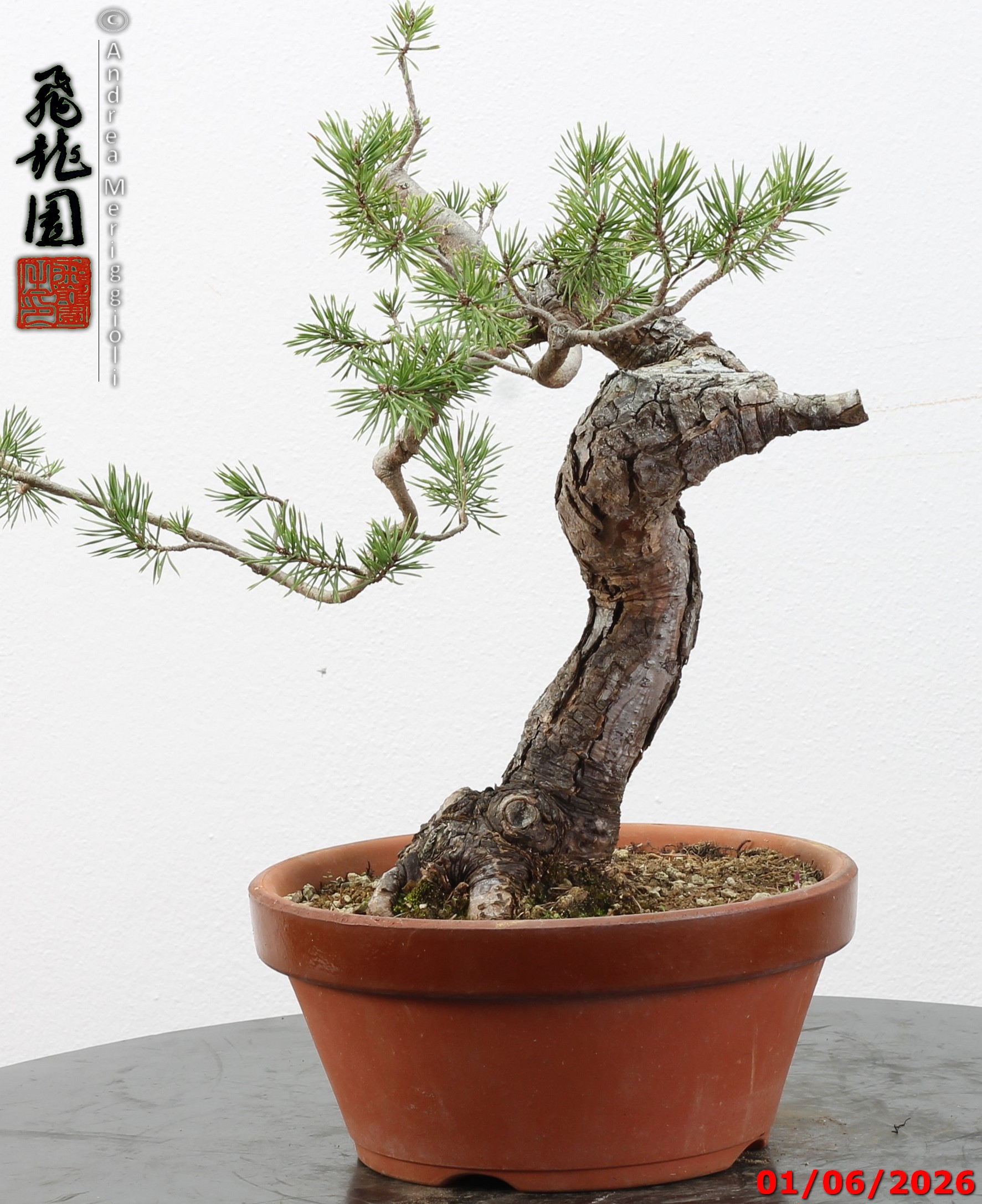 Pinus sylvestris - Image 8