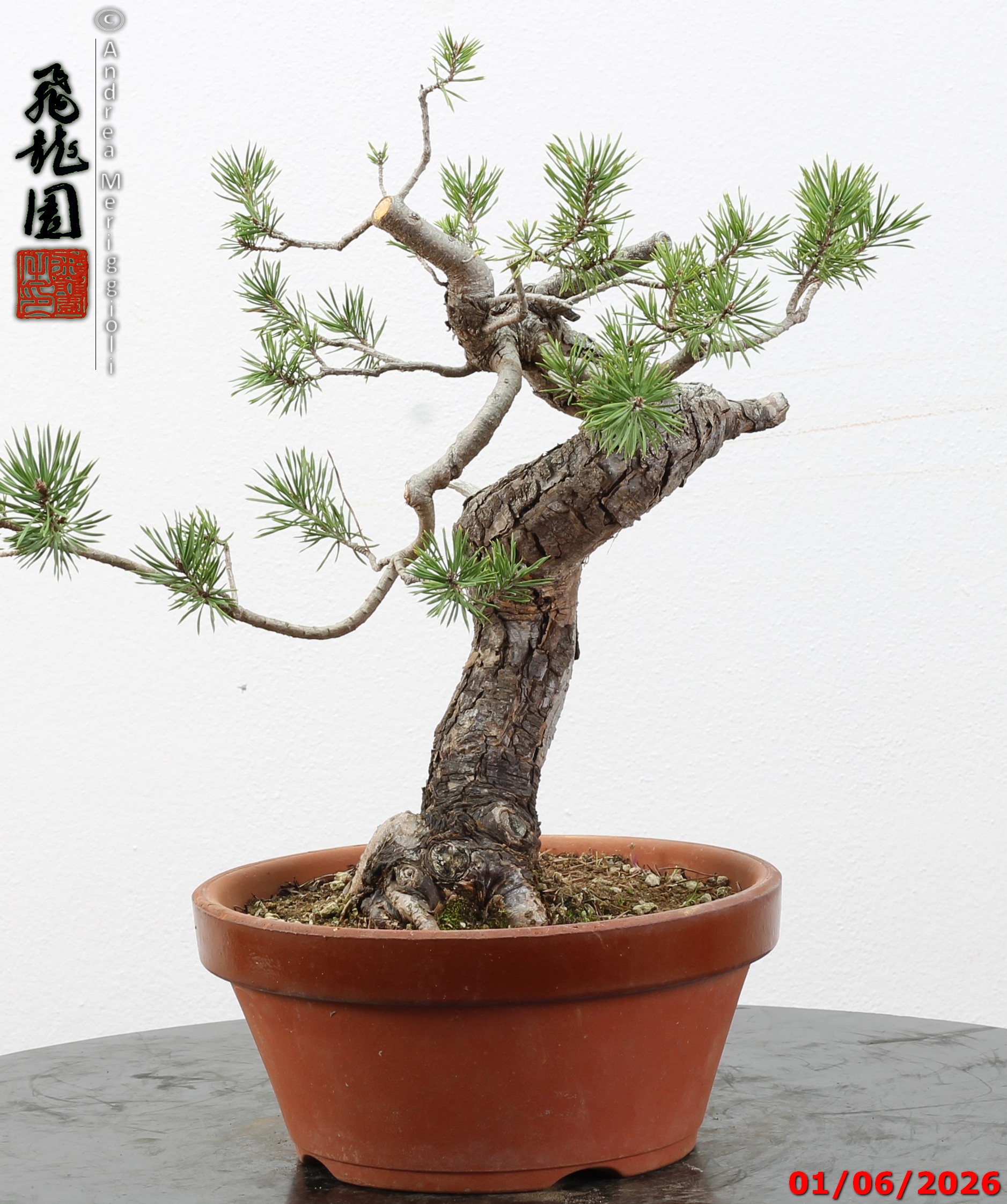 Pinus sylvestris - Image 7