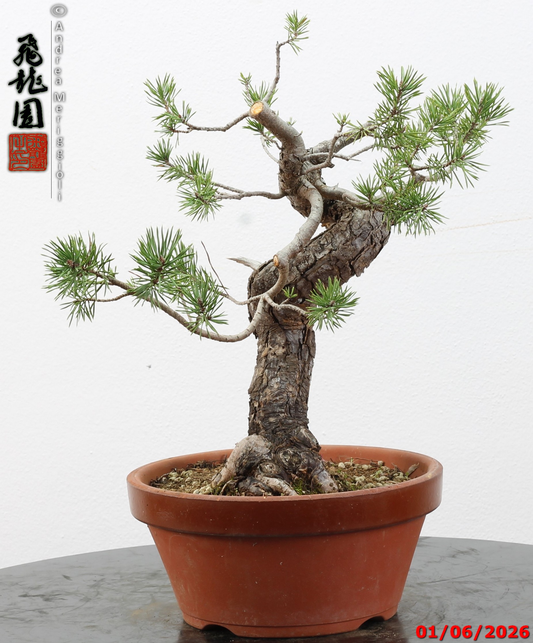 Pinus sylvestris - Image 6