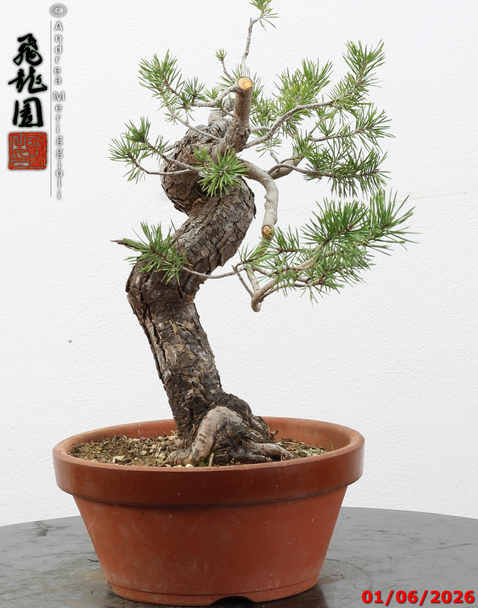 Pinus sylvestris - Image 5