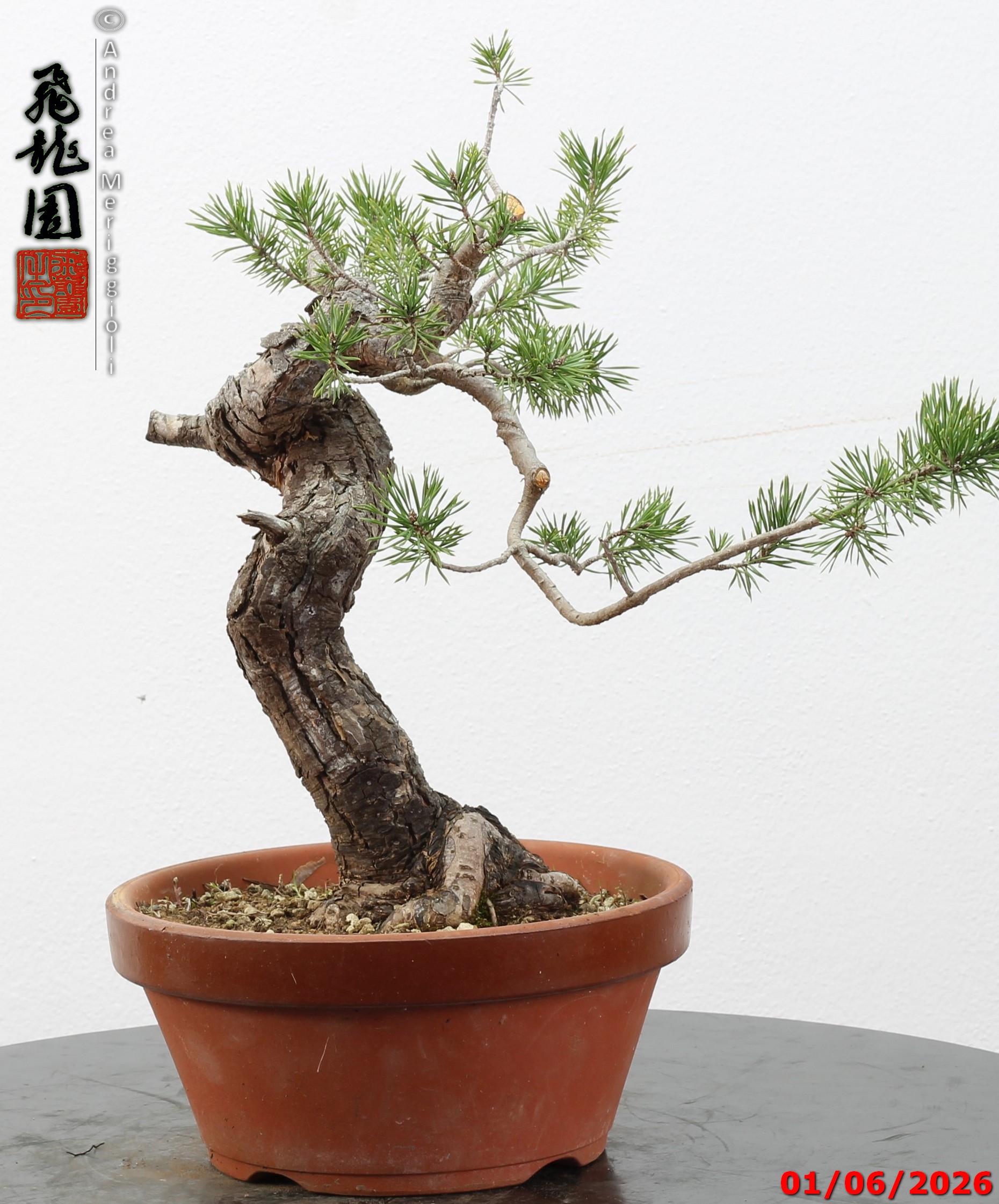 Pinus sylvestris - Image 4
