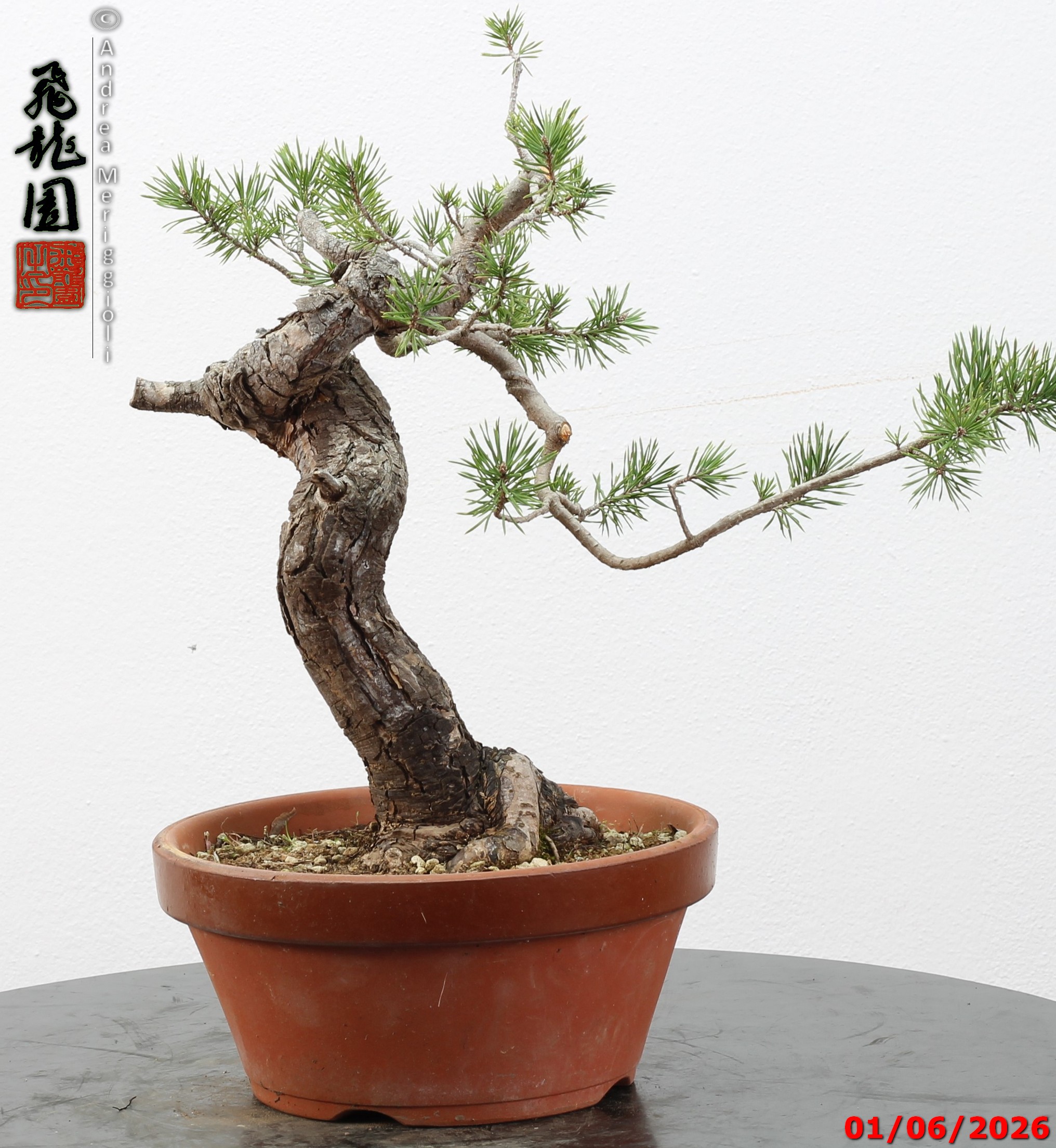 Pinus sylvestris - Image 3