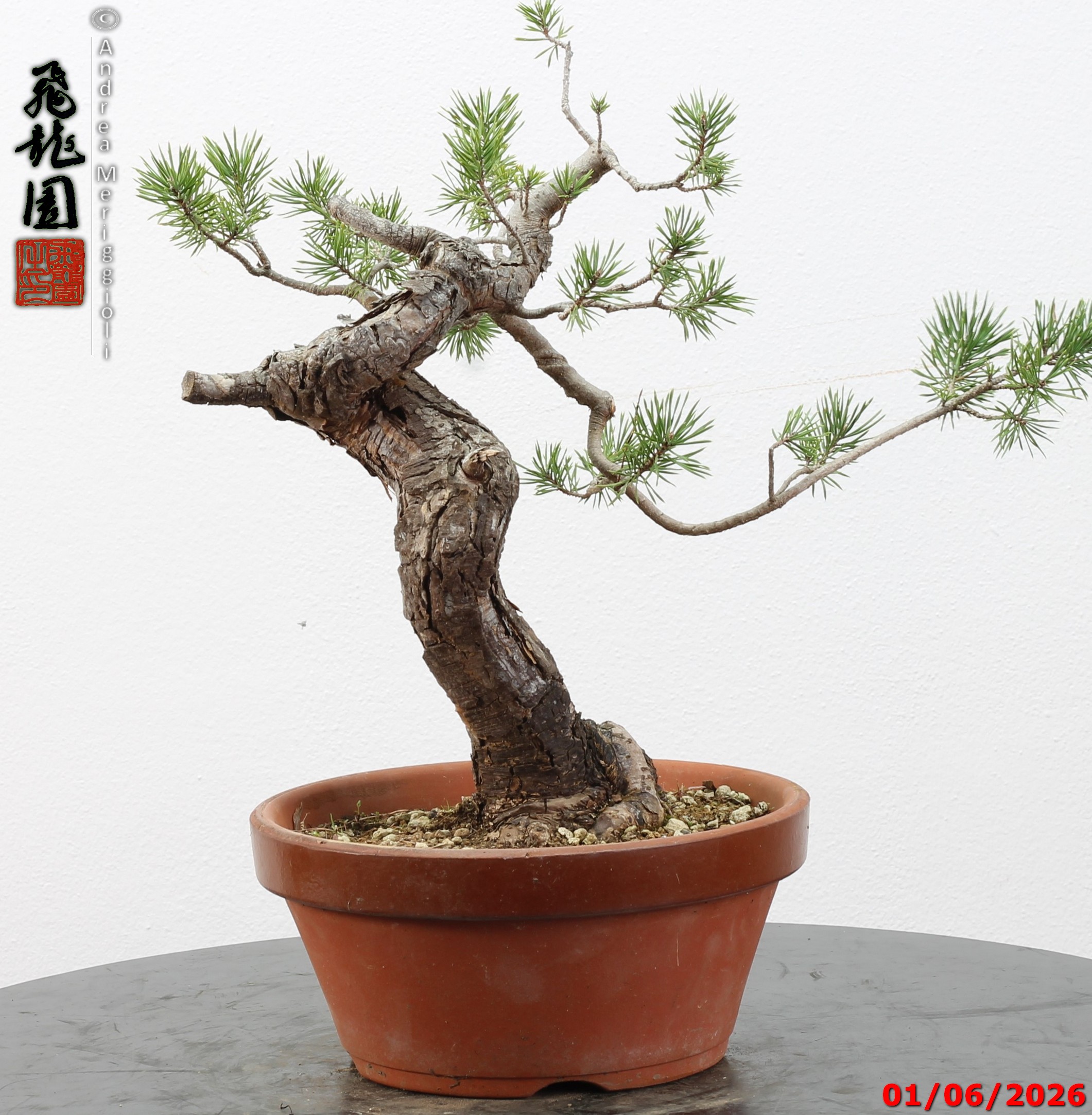 Pinus sylvestris - Image 2