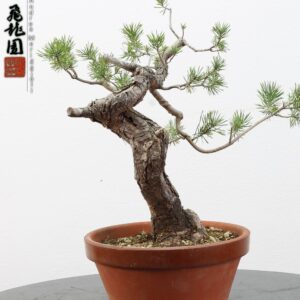 Pinus sylvestris