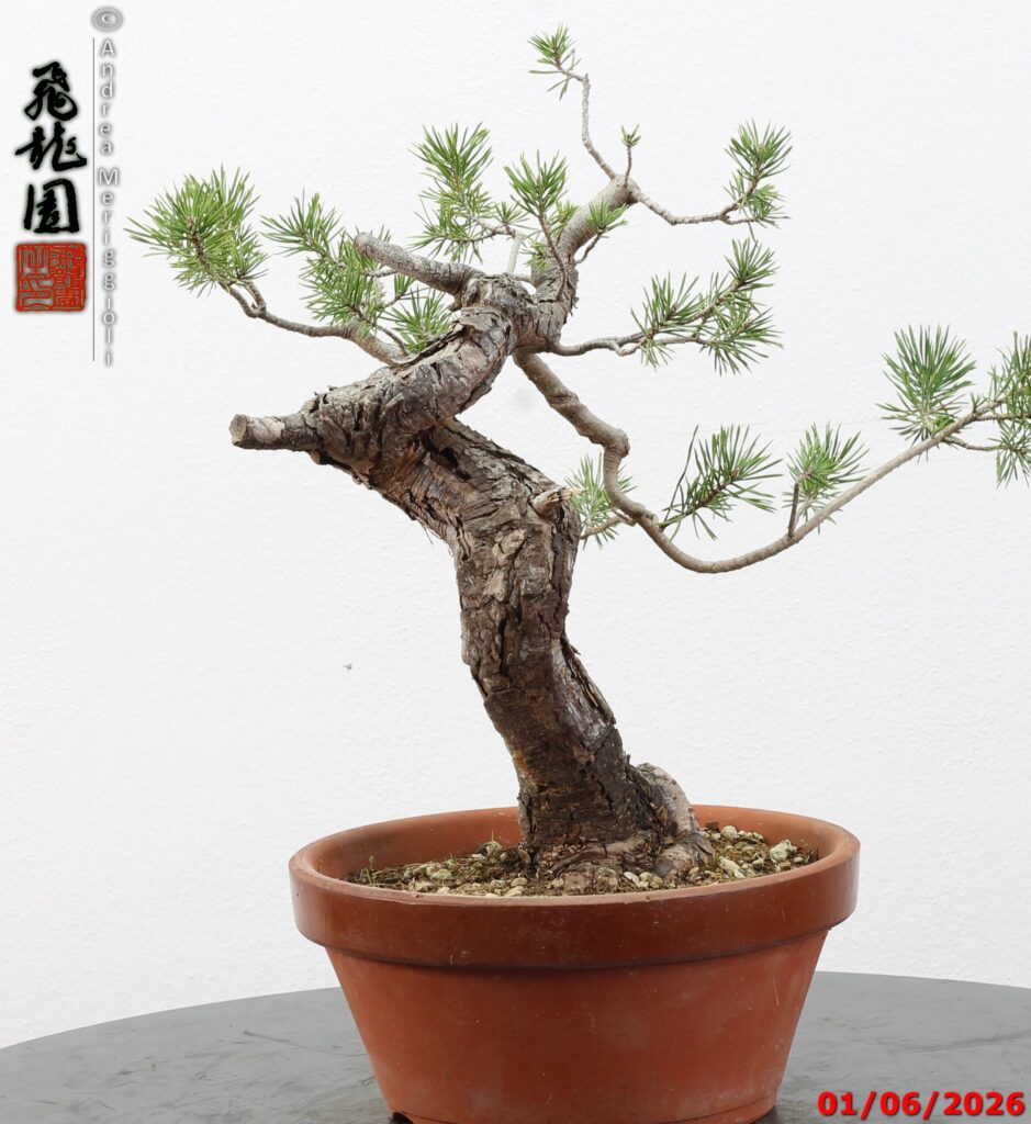 Pinus sylvestris