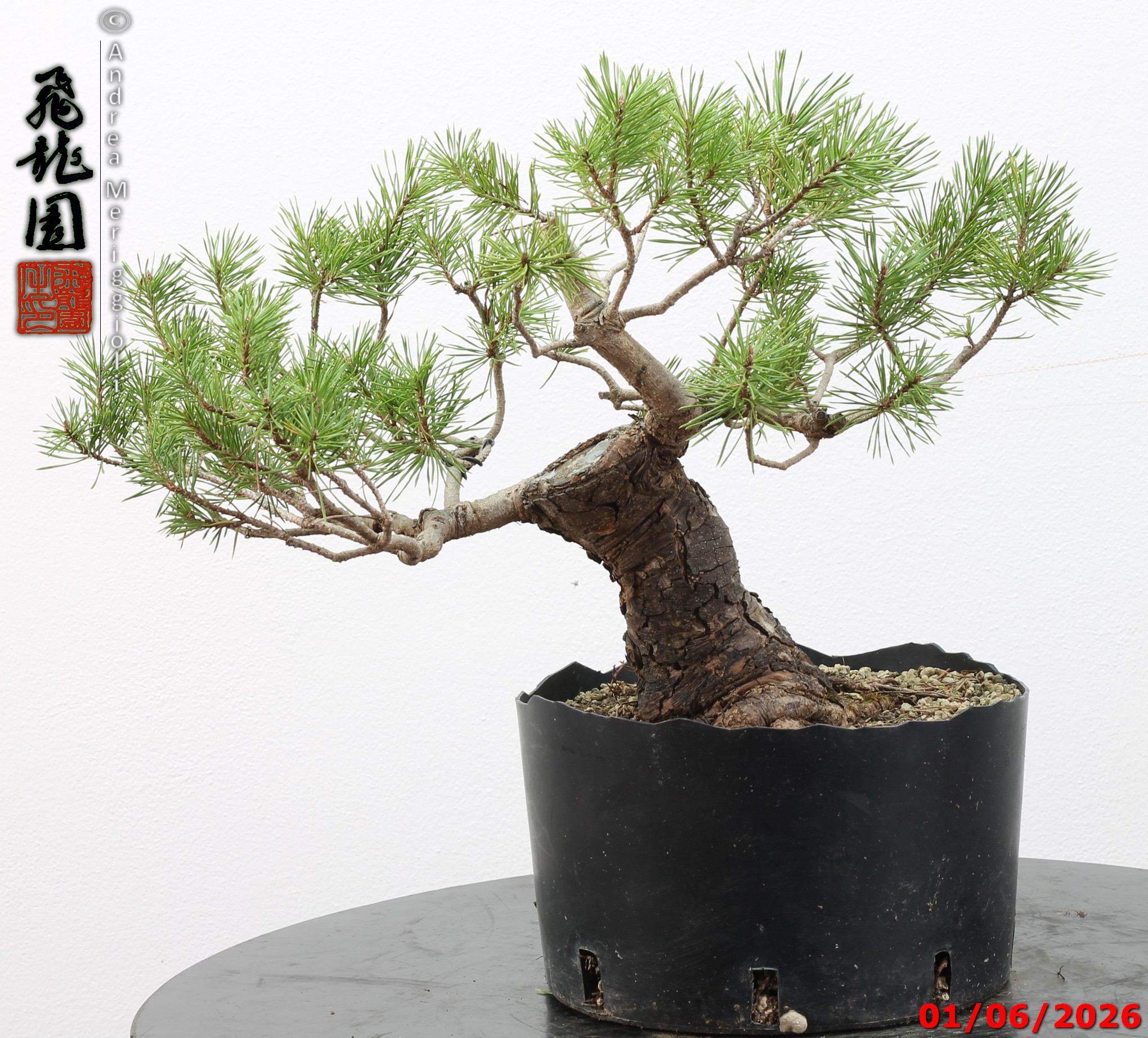 Pinus sylvestris - Image 12