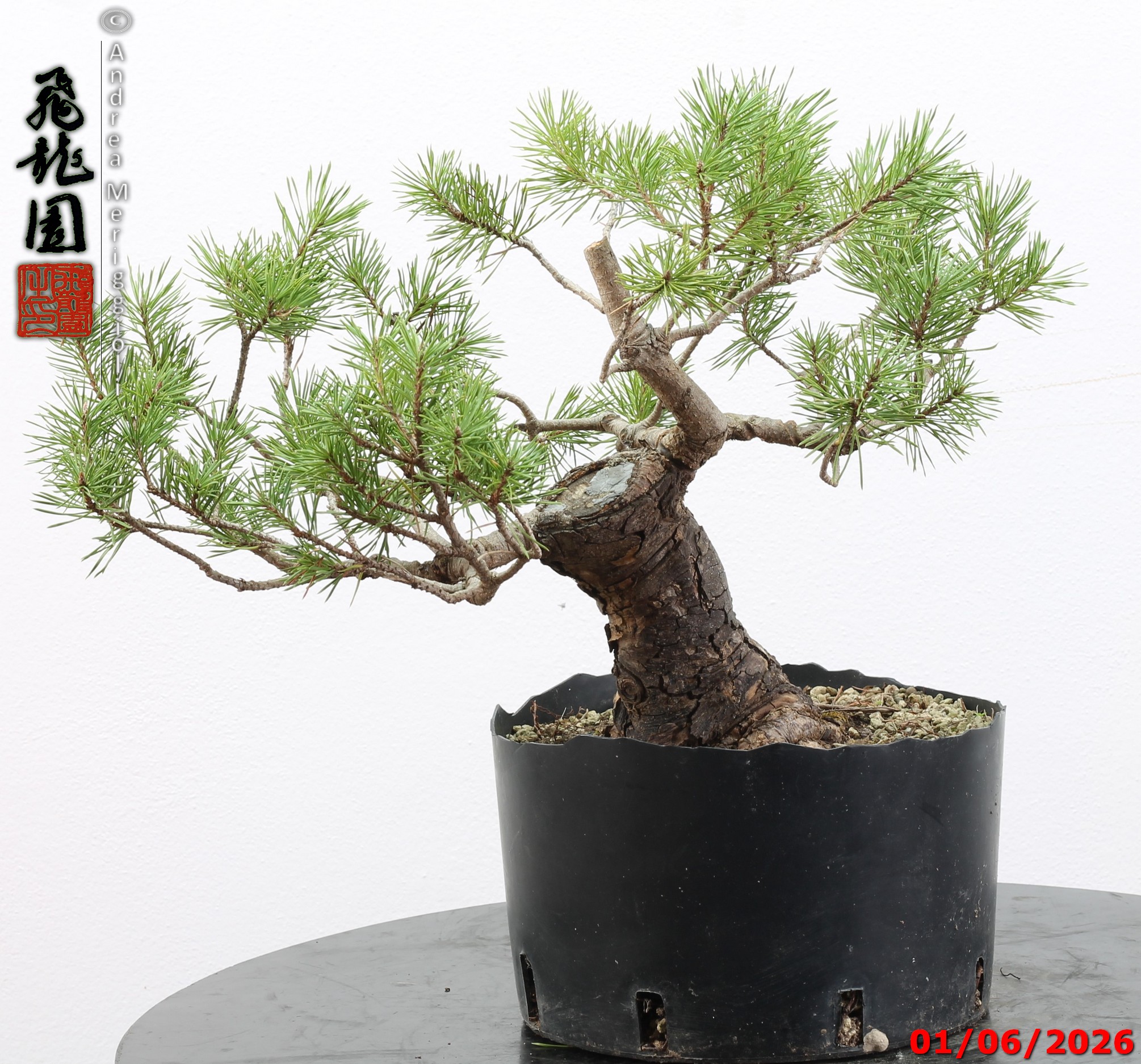 Pinus sylvestris - Image 11