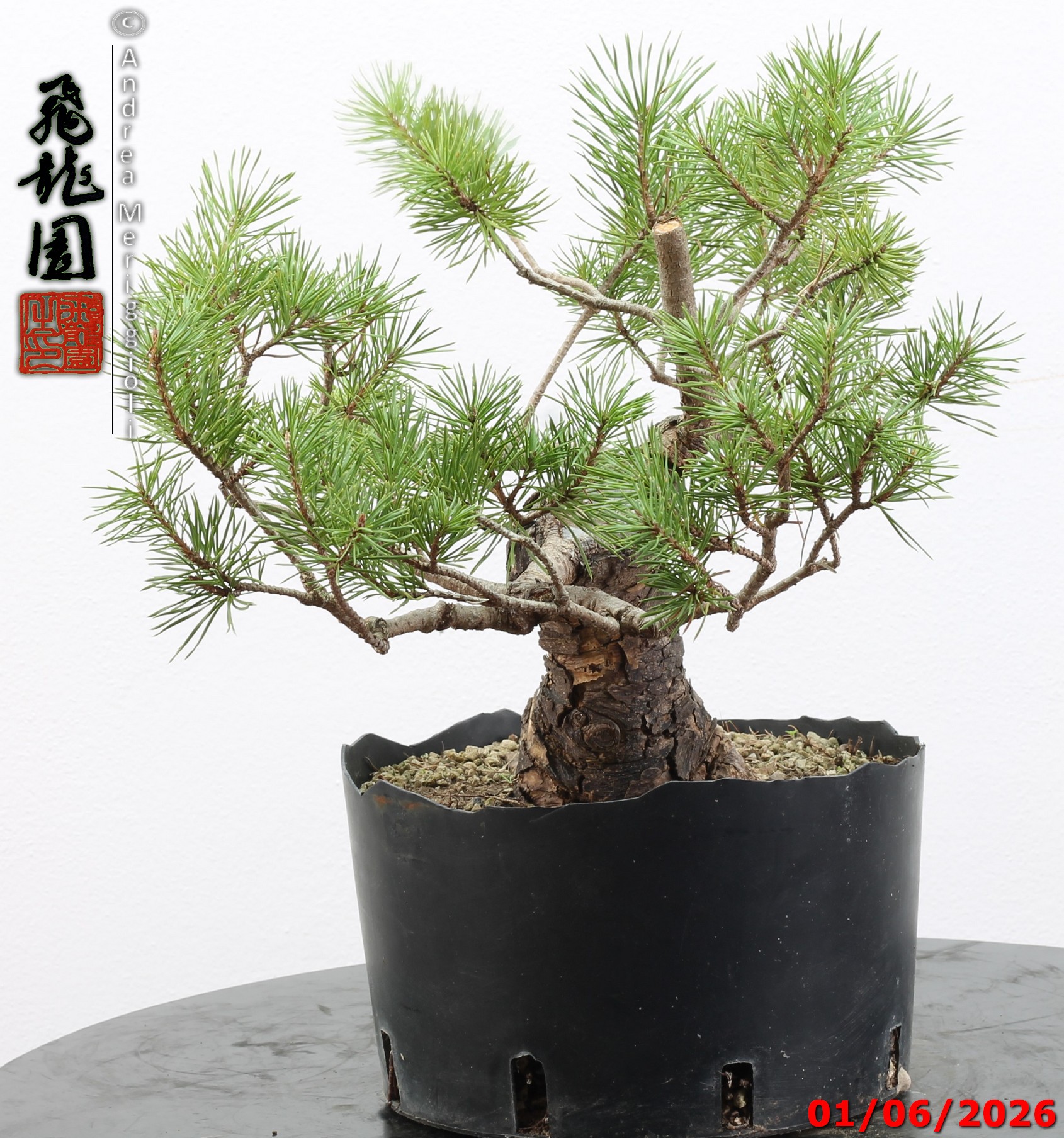 Pinus sylvestris - Image 10