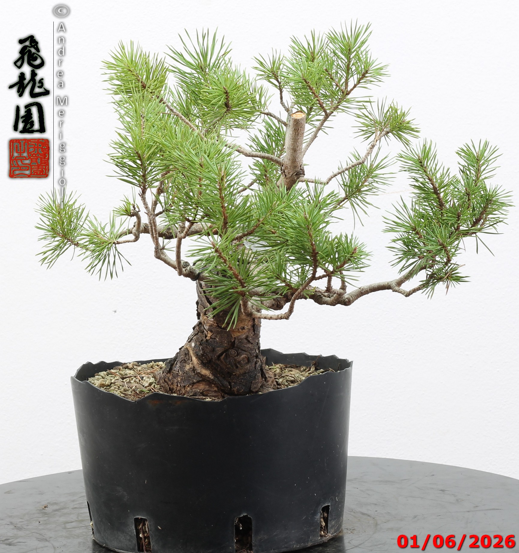 Pinus sylvestris - Image 9