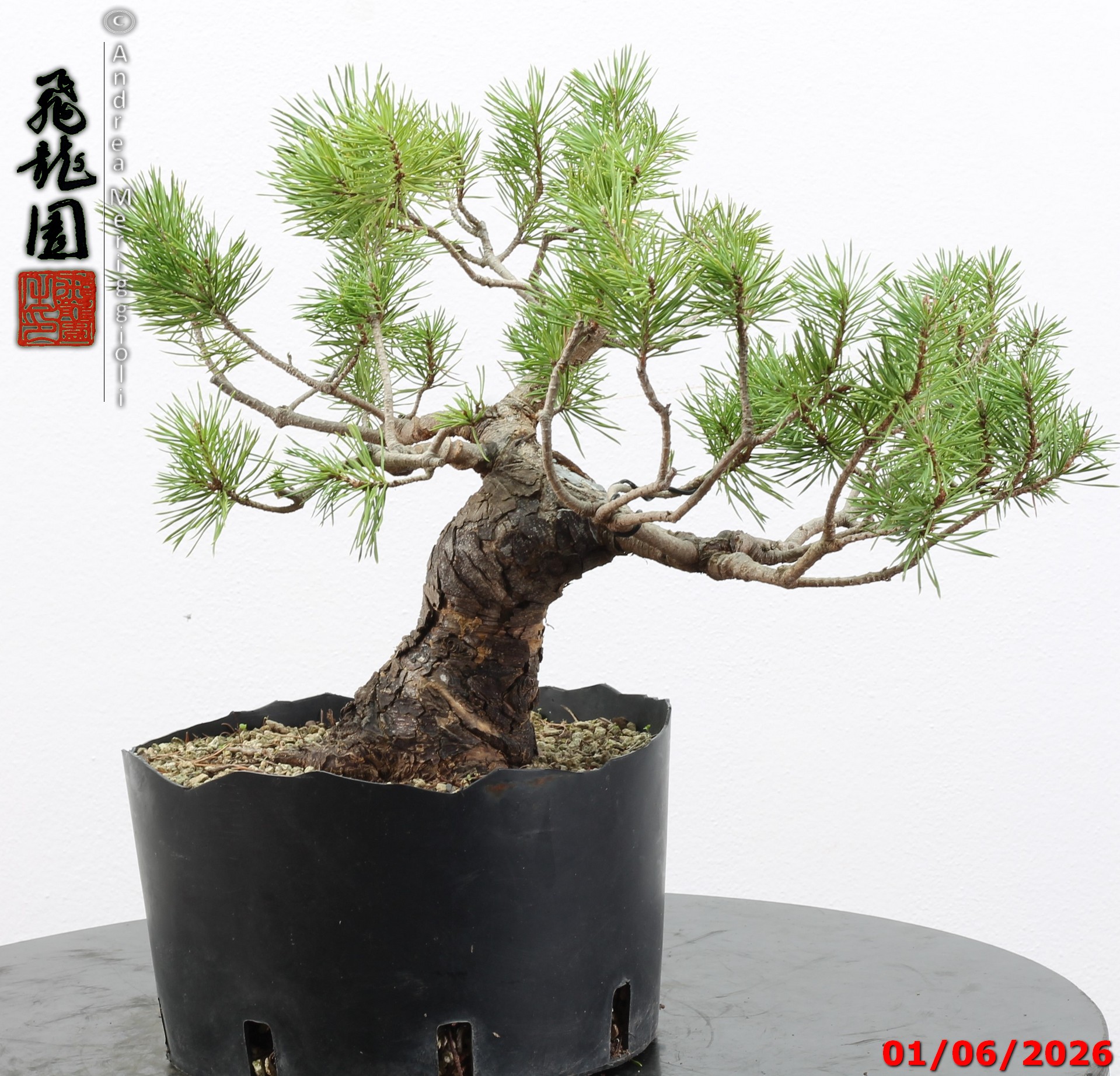 Pinus sylvestris - Image 8