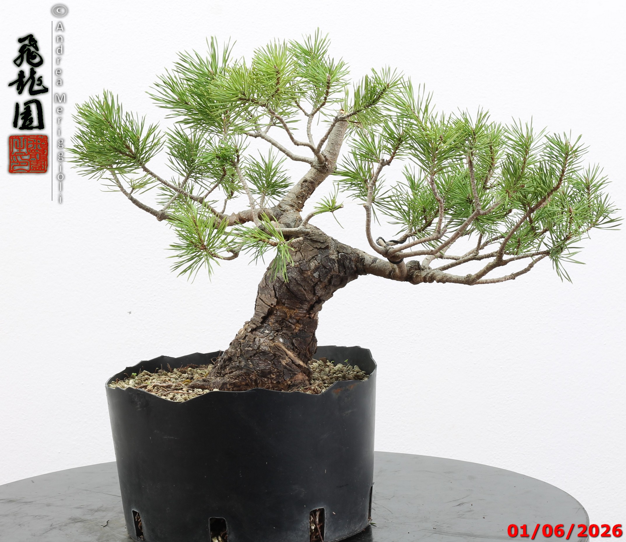 Pinus sylvestris - Image 7