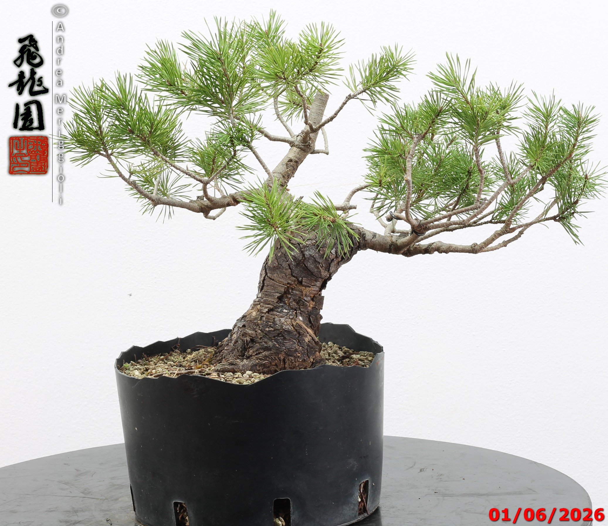 Pinus sylvestris - Image 6